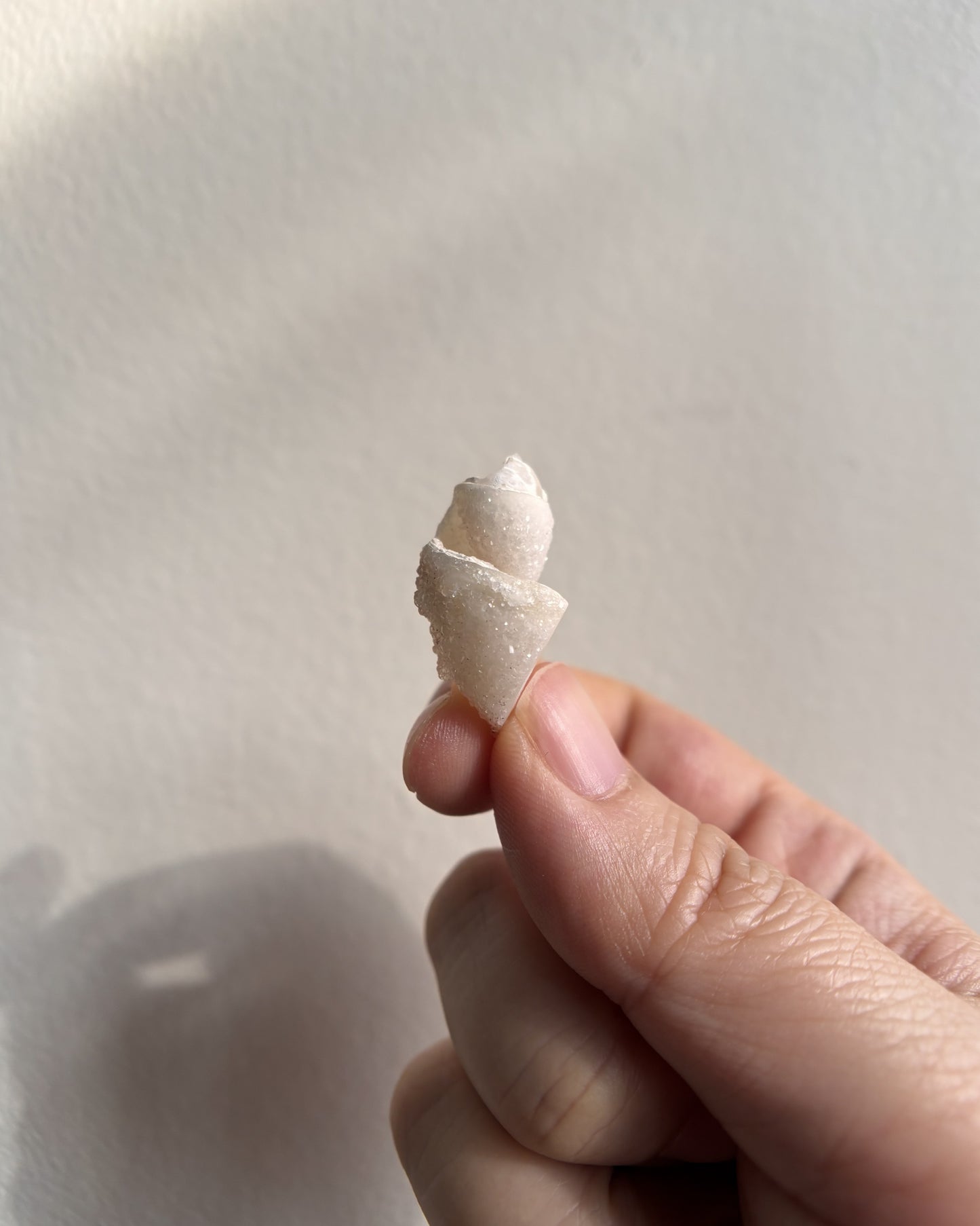 Fossilized Spiralite Quartz Shells 2.4g