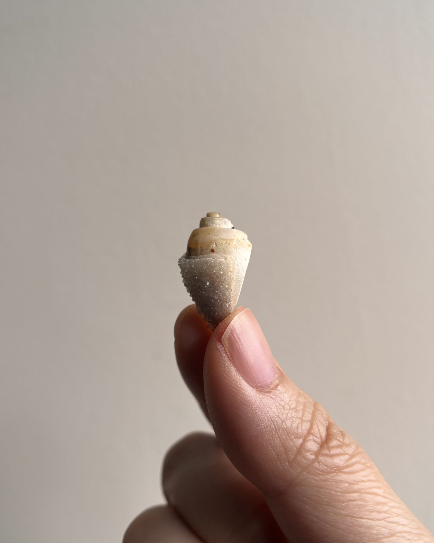 Fossilized Spiralite Quartz Shells 2.5g
