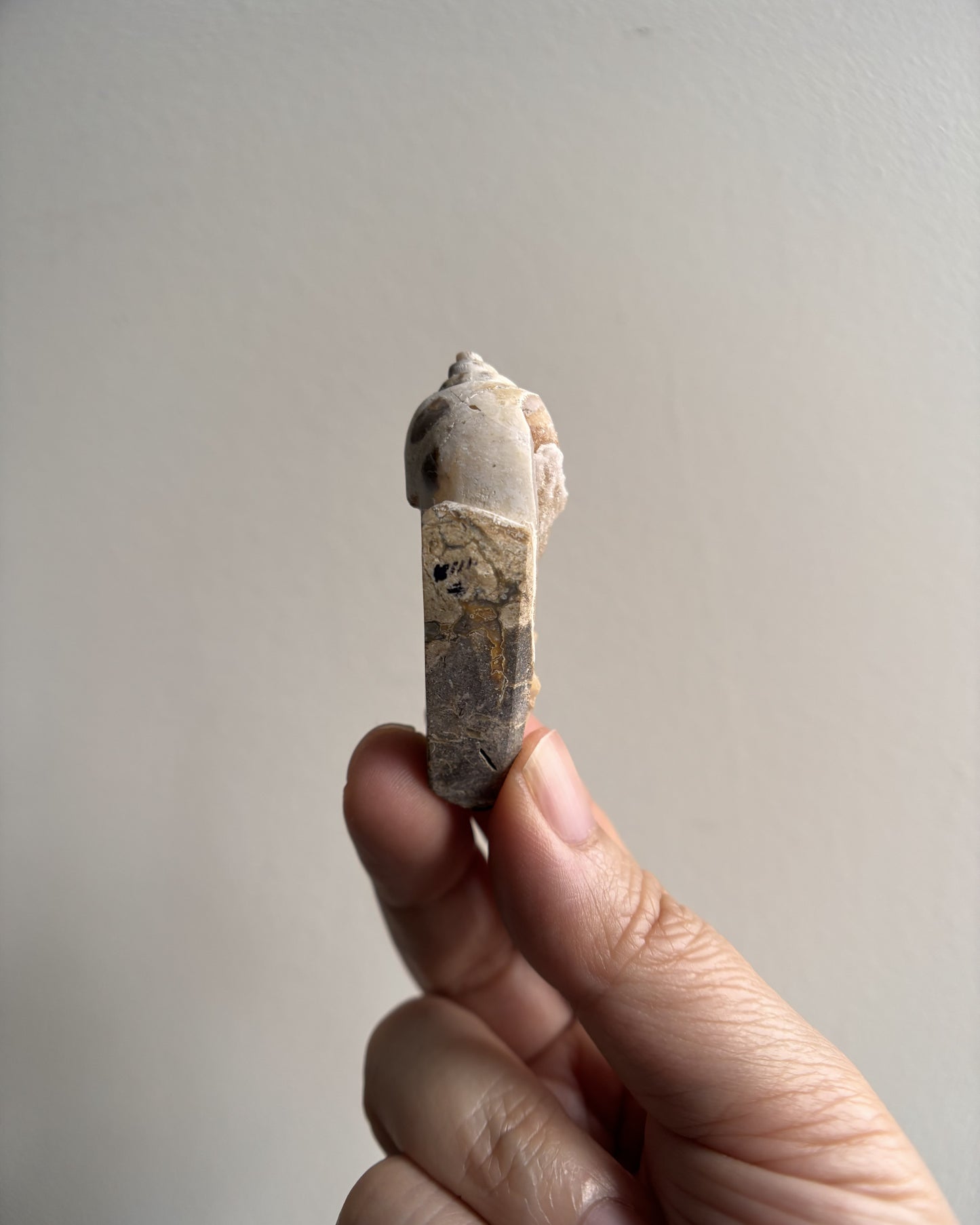 Fossilized Spiralite Quartz Shells 22.5g