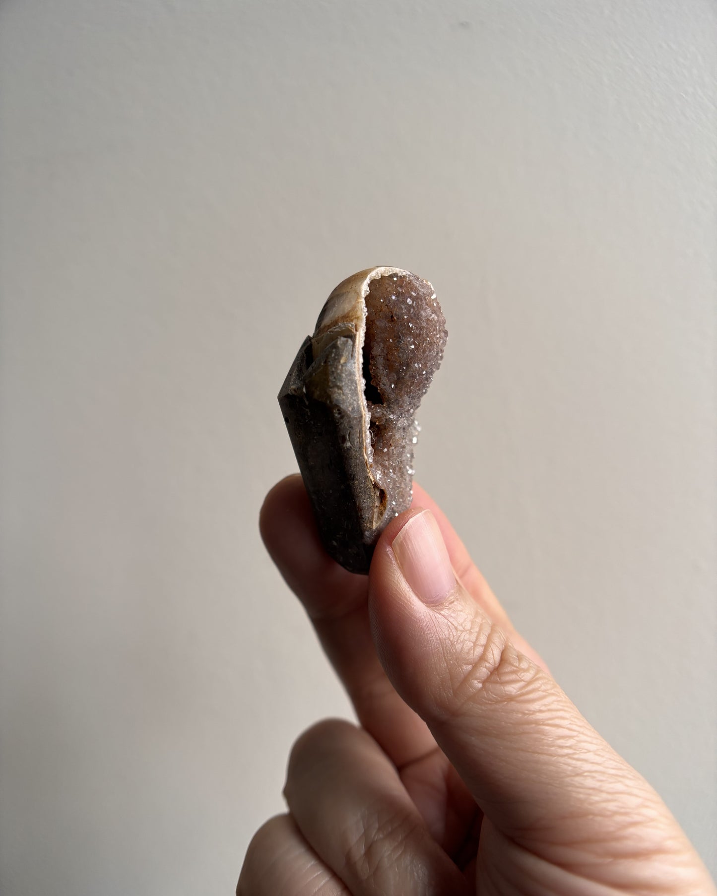 Fossilized Spiralite Quartz Shells 24.4g