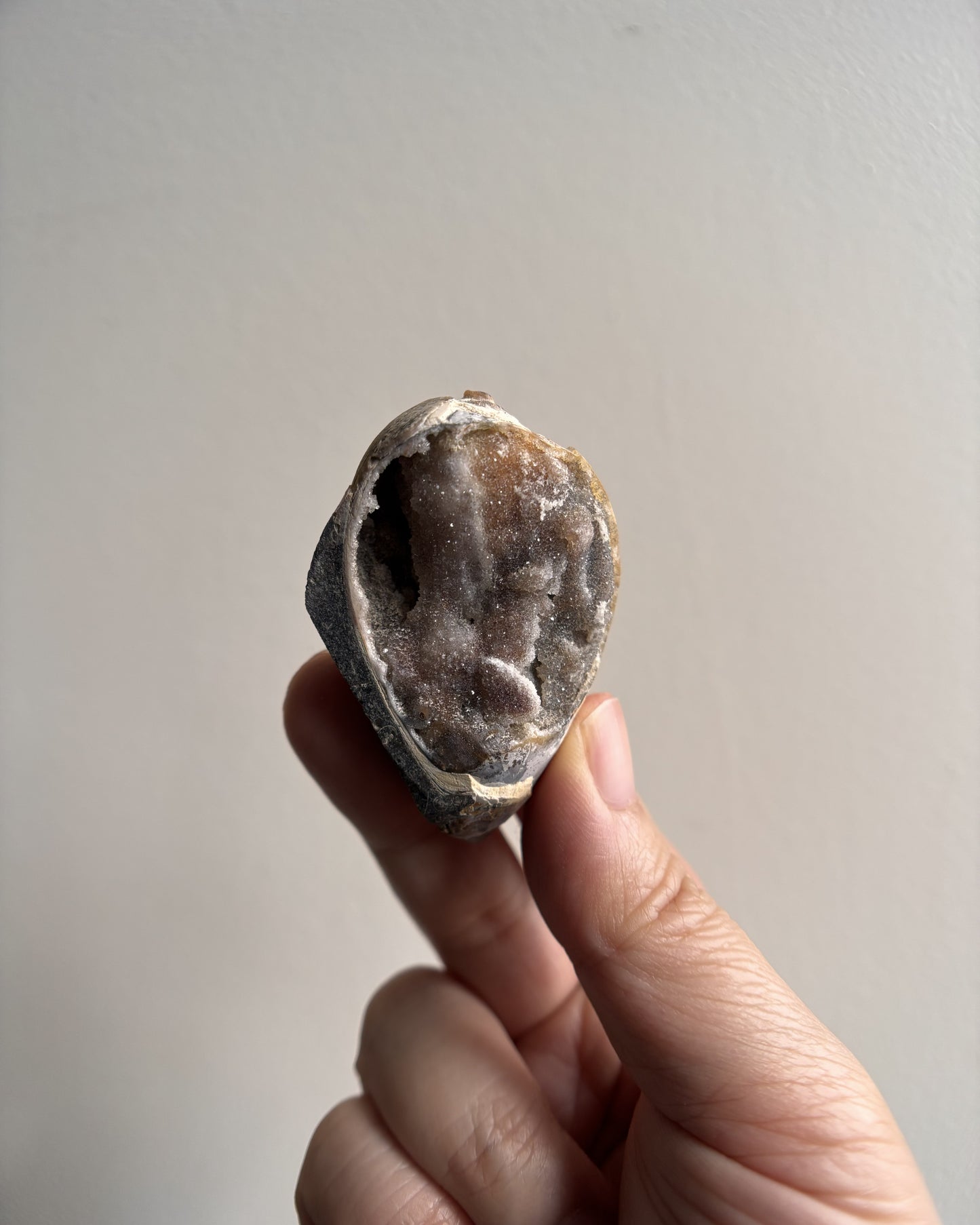 Fossilized Spiralite Quartz Shells 32.2g