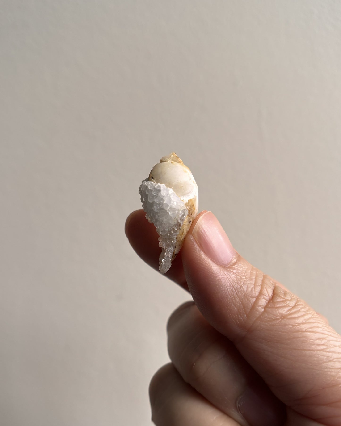 Fossilized Spiralite Quartz Shells 4.6g