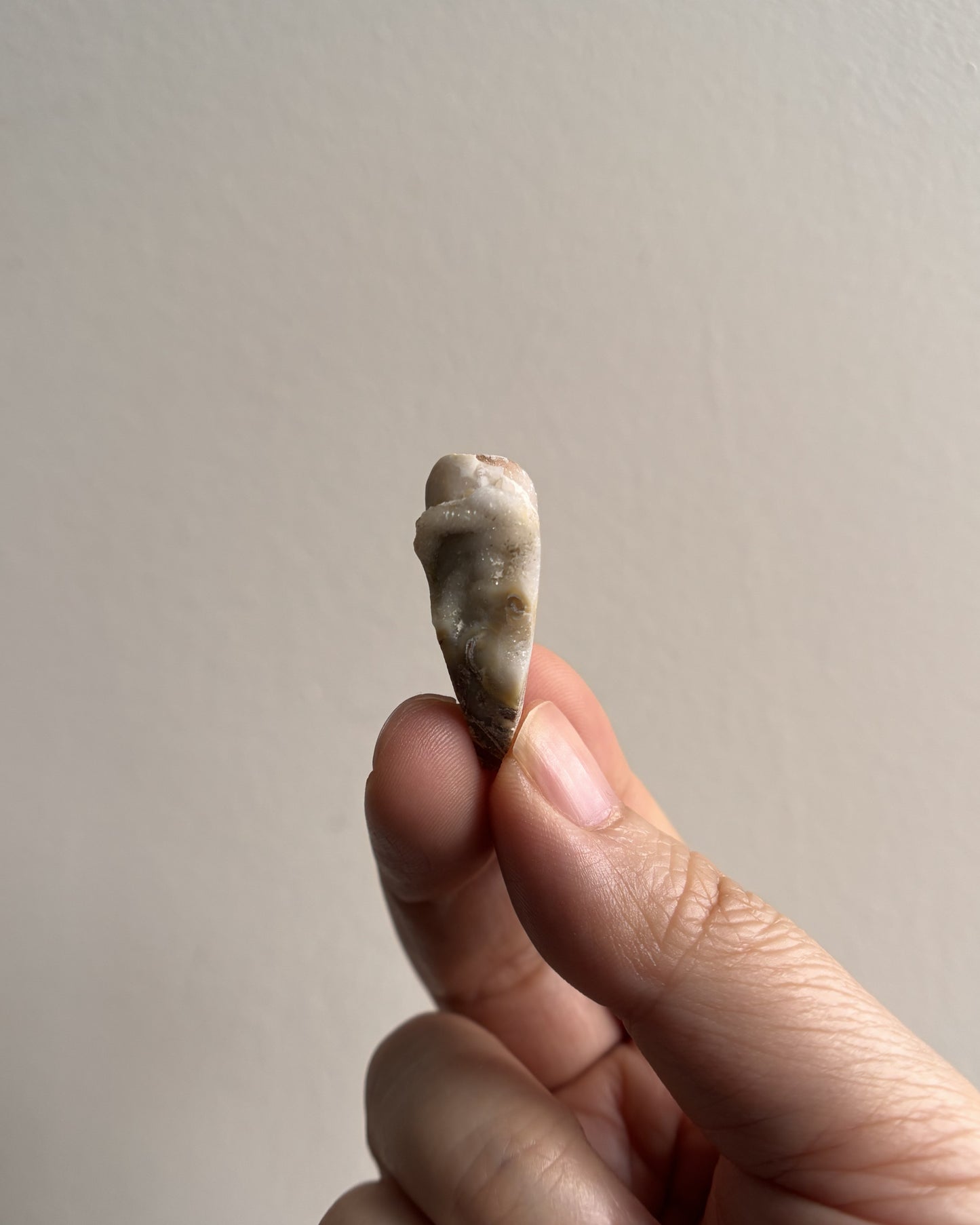 Fossilized Spiralite Quartz Shells 6.2g