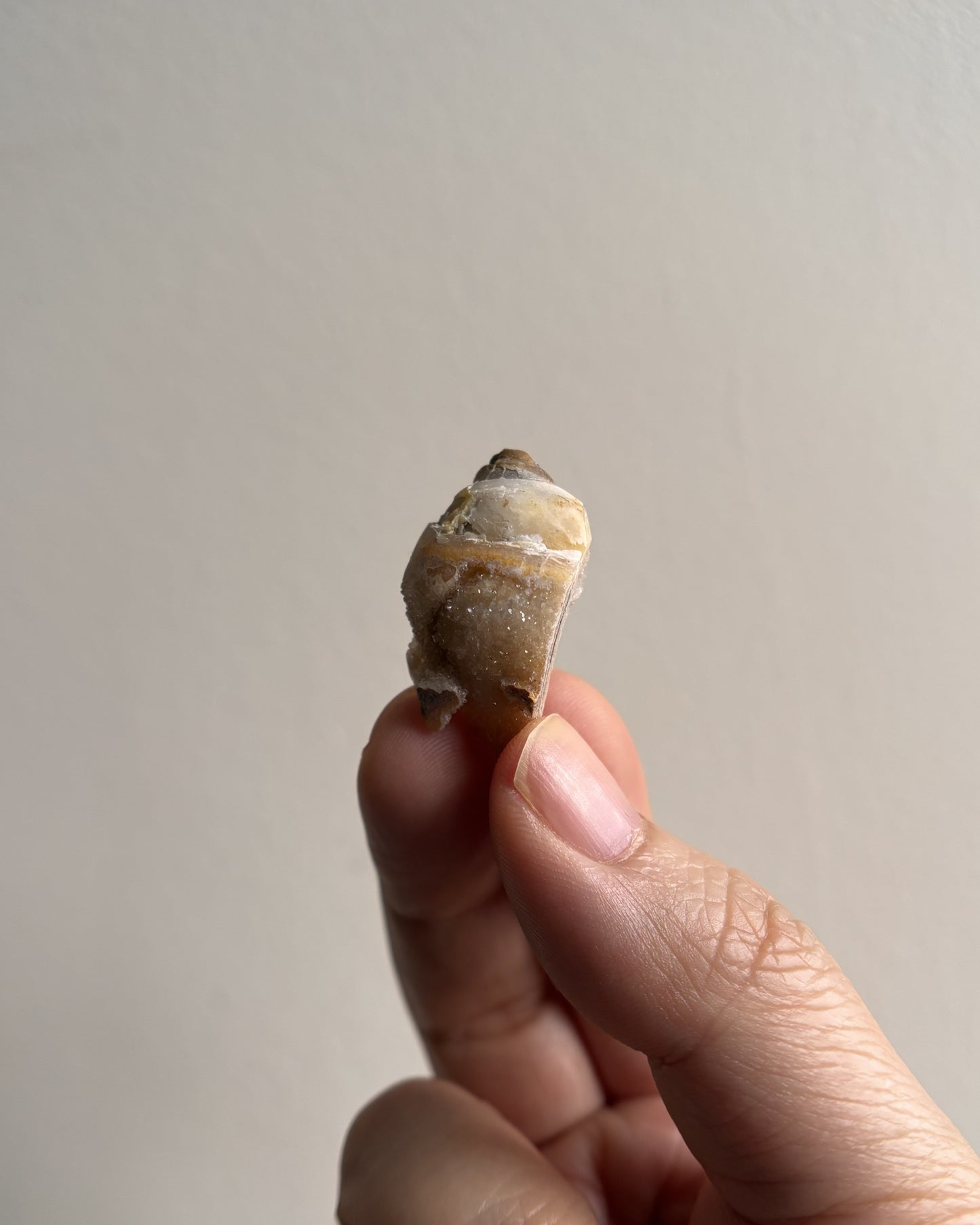 Fossilized Spiralite Quartz Shells 6.7g