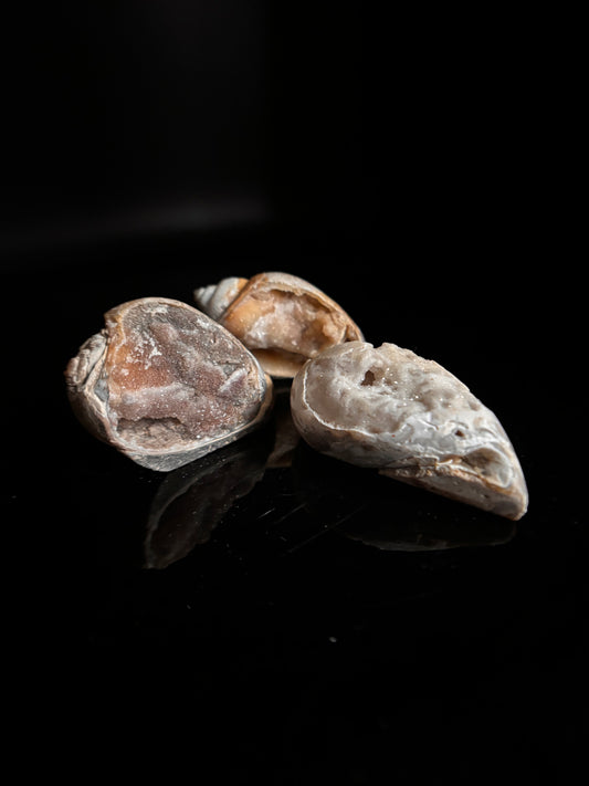 Druzy Fossilized Spiralite Quartz Shells