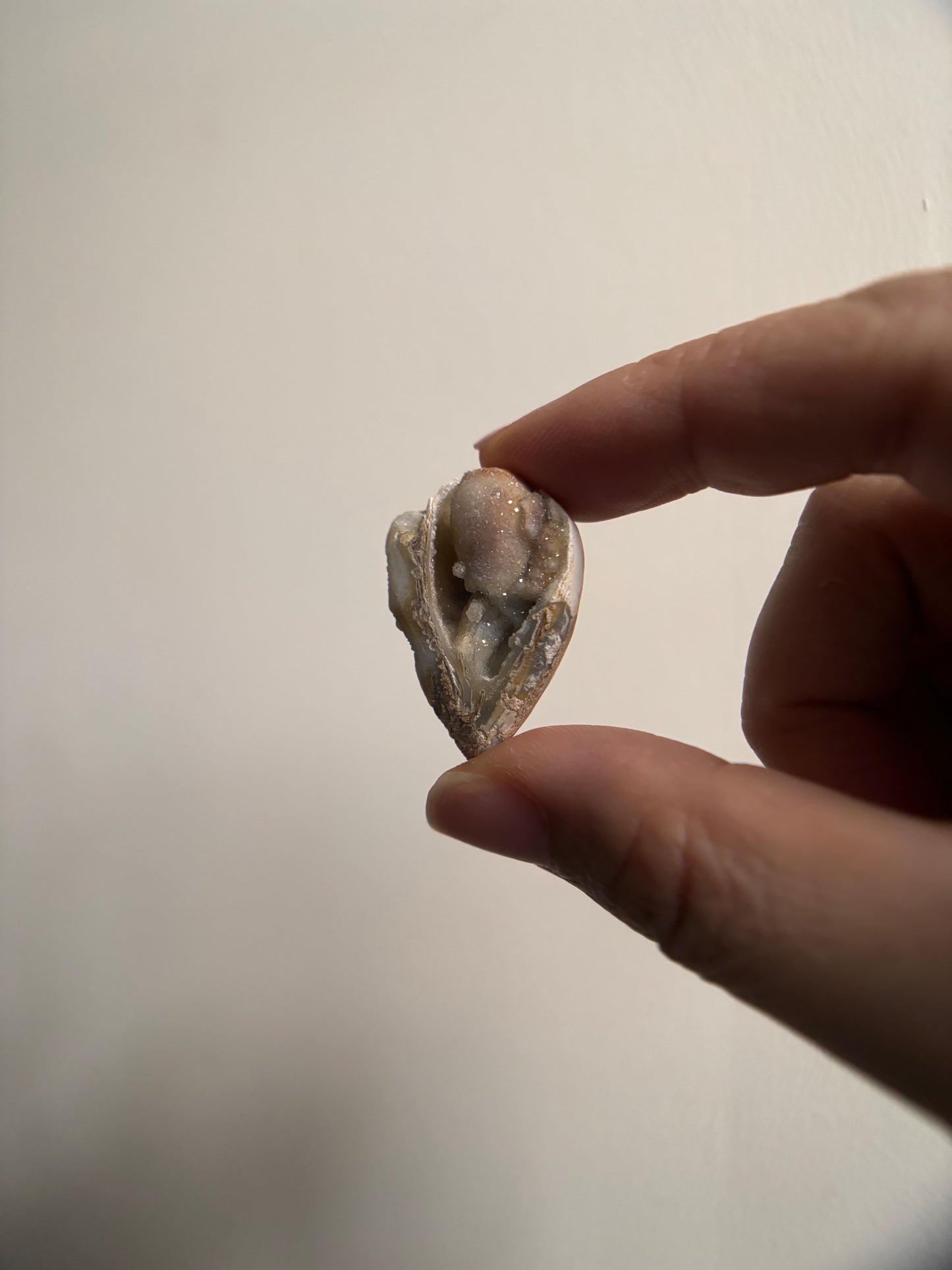 Druzy Fossilized Spiralite Quartz Shells