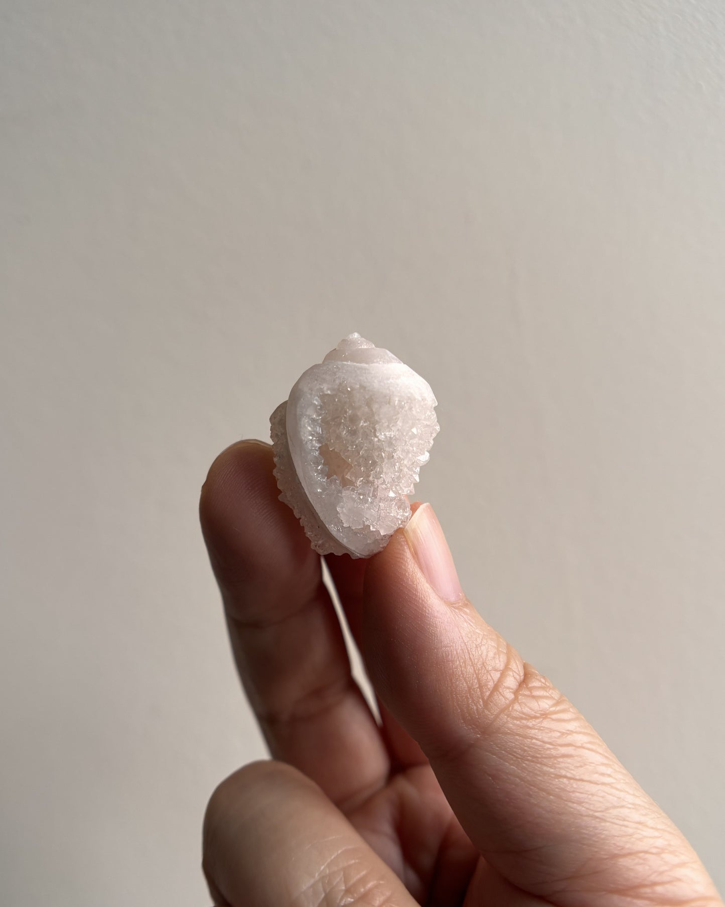 Fossilized Spiralite Quartz Shells 10g