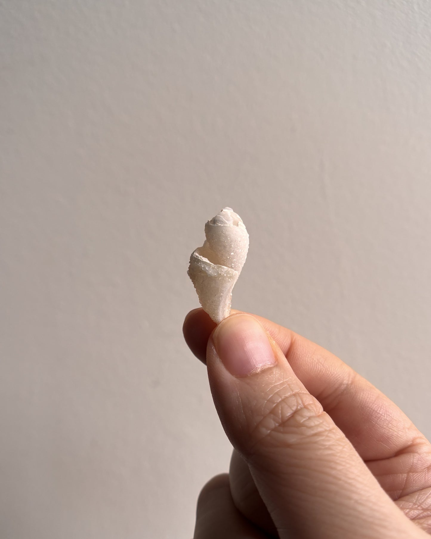 Fossilized Spiralite Quartz Shells 2.4g