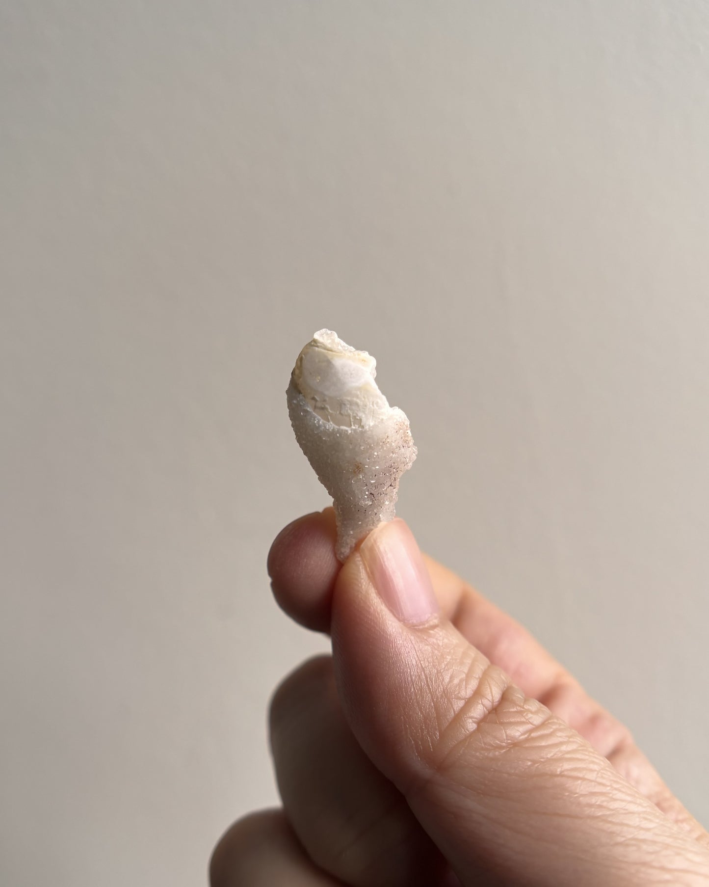Fossilized Spiralite Quartz Shells 2.4g