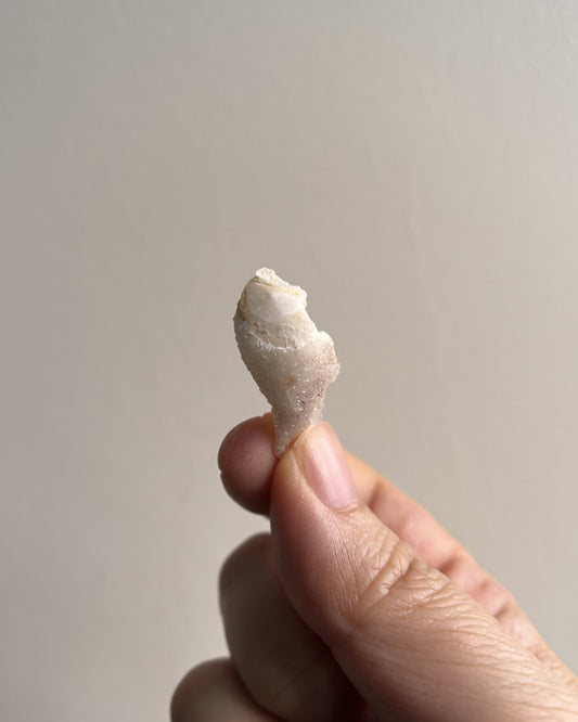 Fossilized Spiralite Quartz Shells 2.4g
