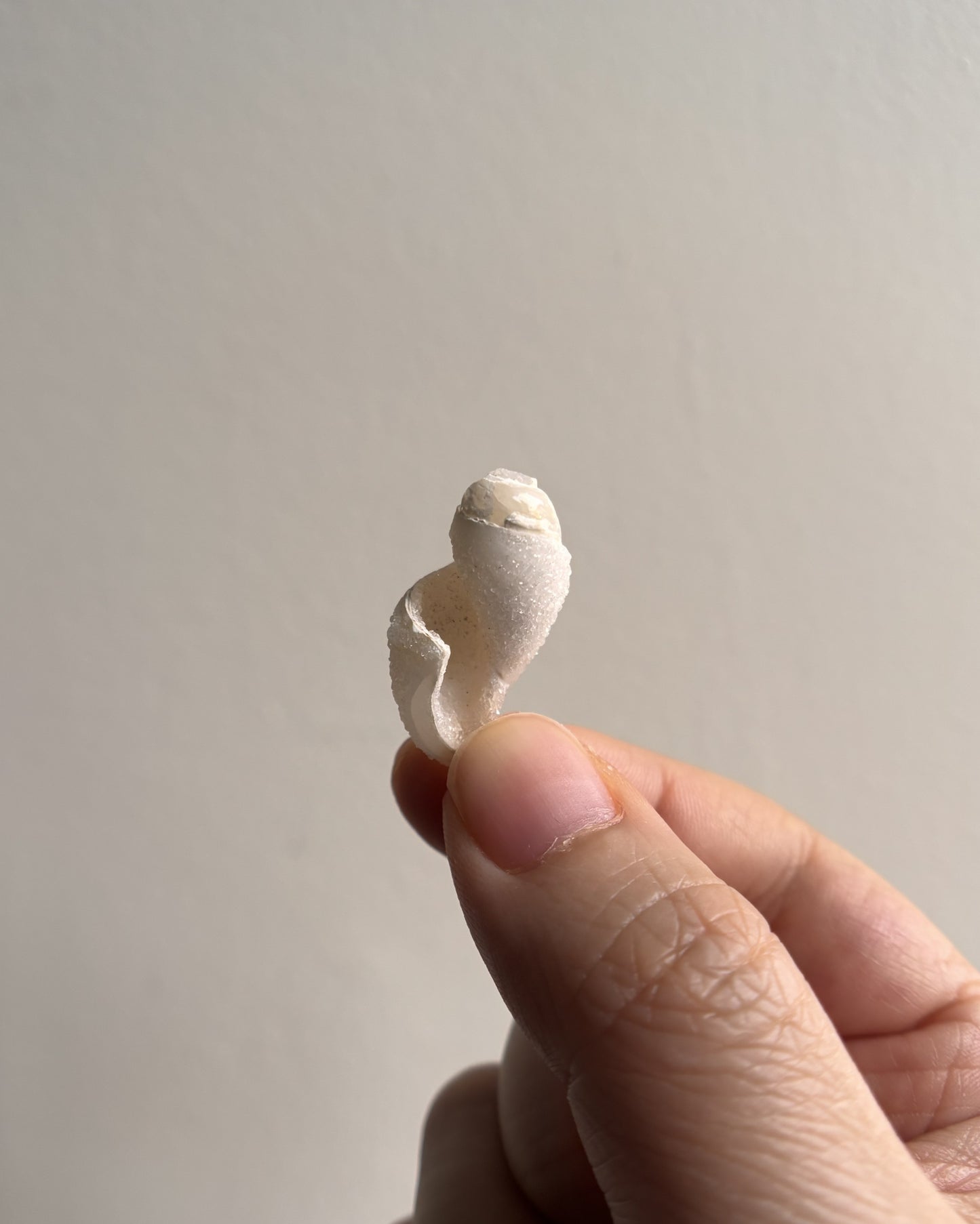 Fossilized Spiralite Quartz Shells 2.4g