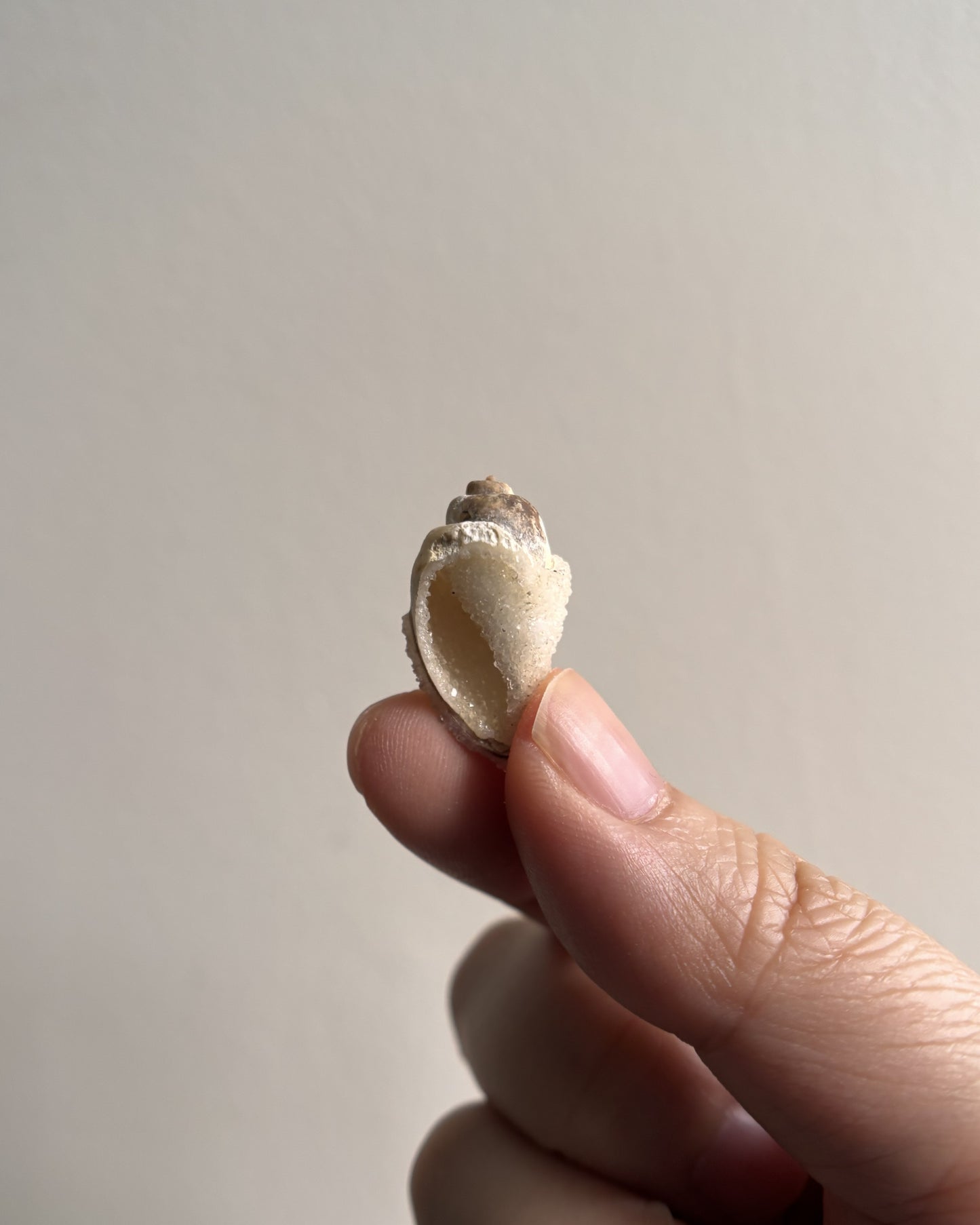 Fossilized Spiralite Quartz Shells 2.5g