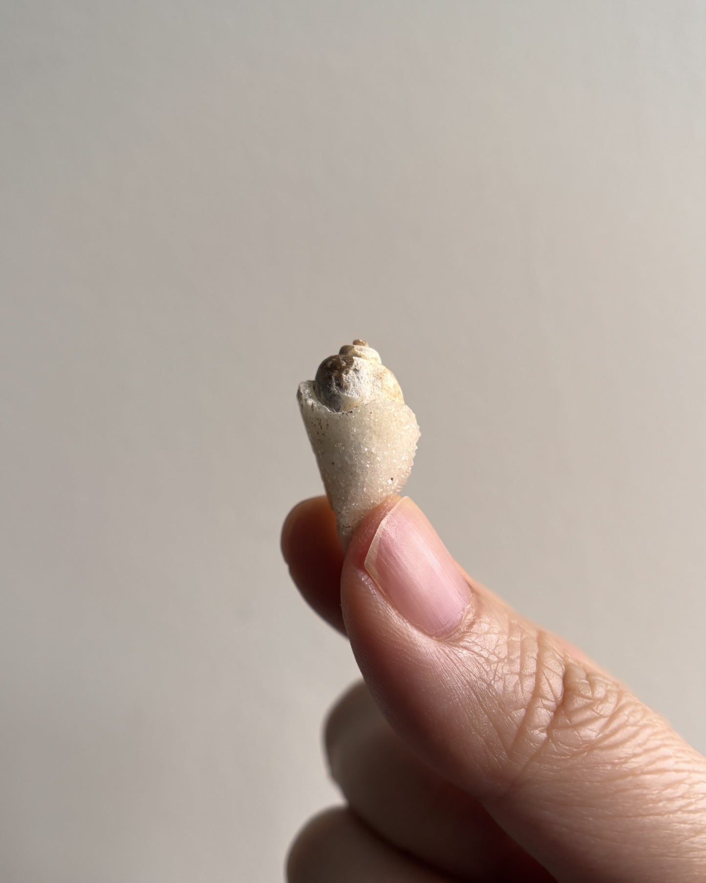 Fossilized Spiralite Quartz Shells 2.5g