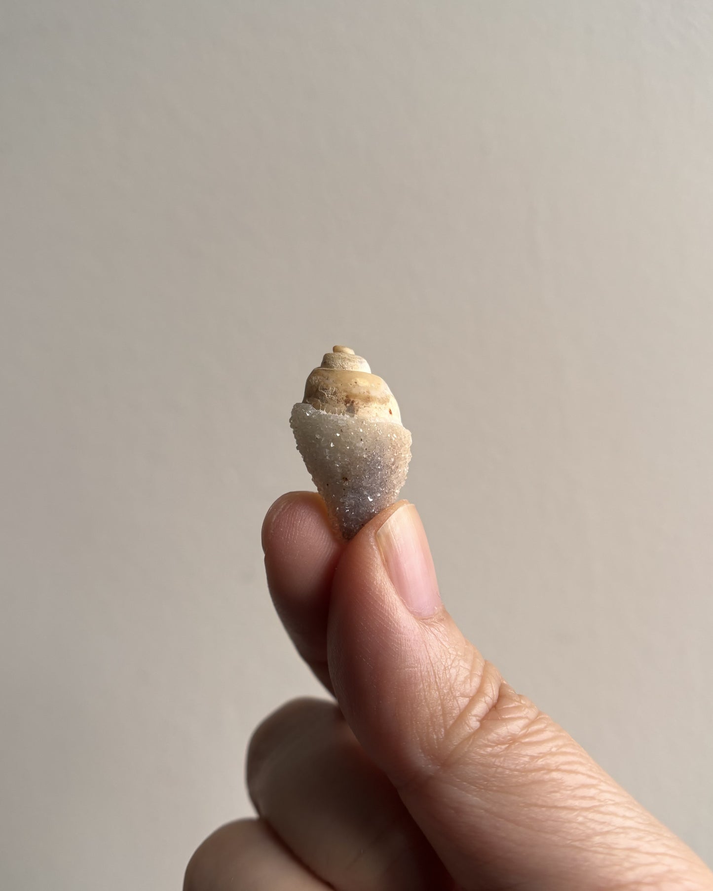 Fossilized Spiralite Quartz Shells 2.5g