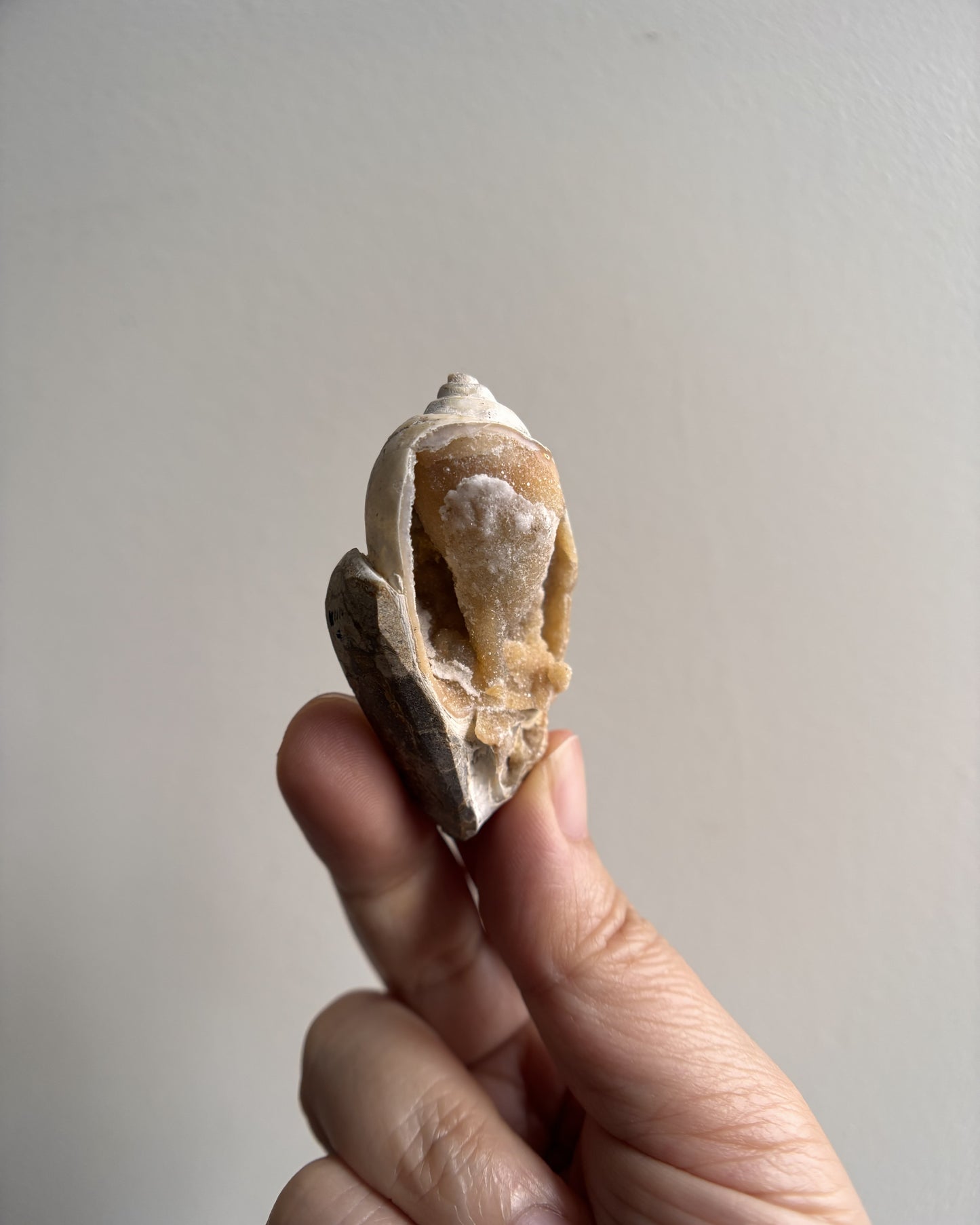 Fossilized Spiralite Quartz Shells 22.5g
