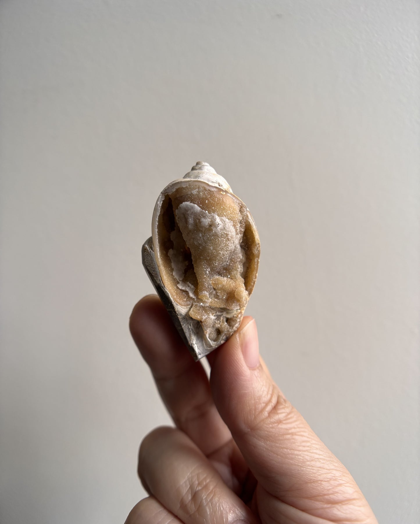 Fossilized Spiralite Quartz Shells 22.5g