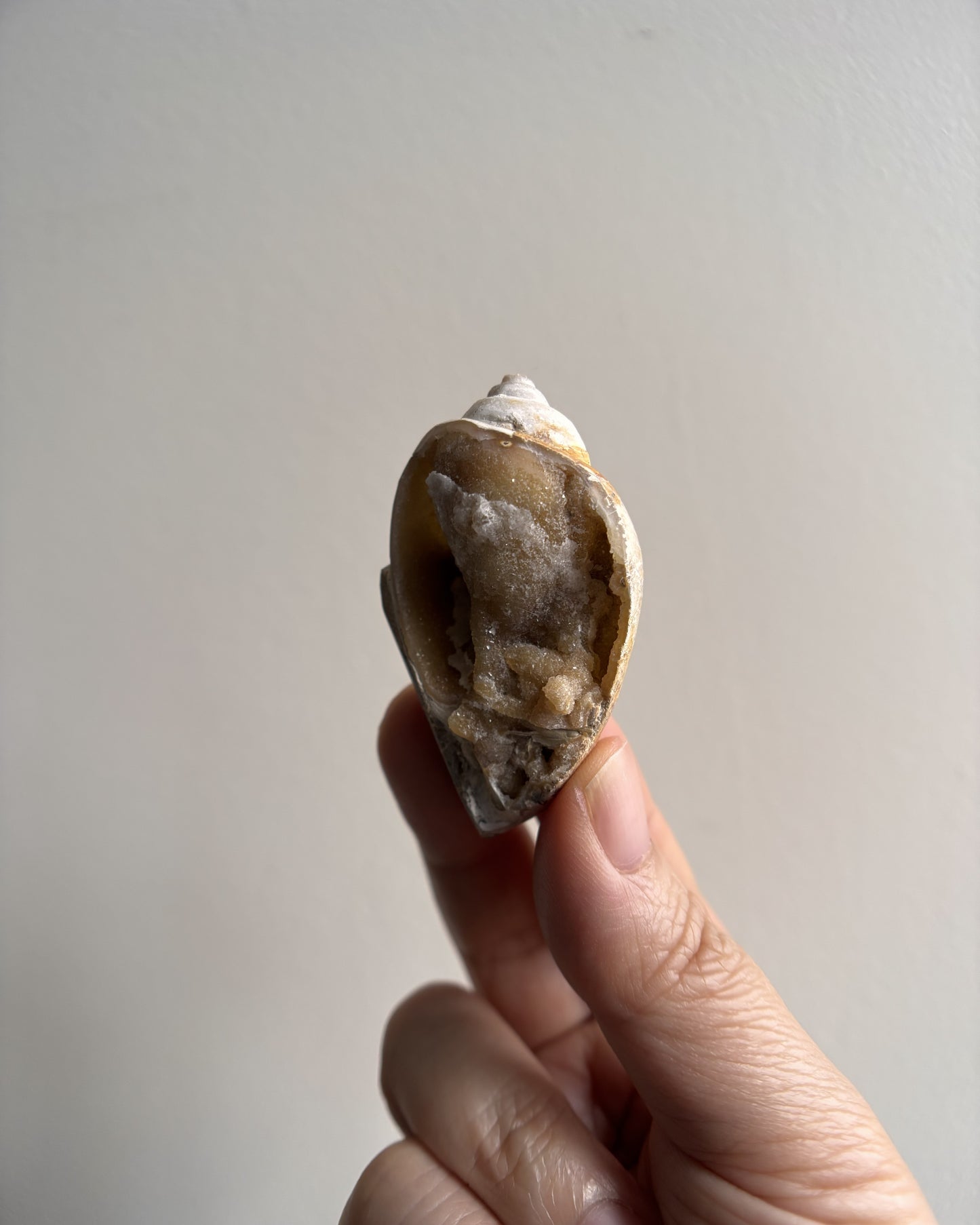 Fossilized Spiralite Quartz Shells 22.5g