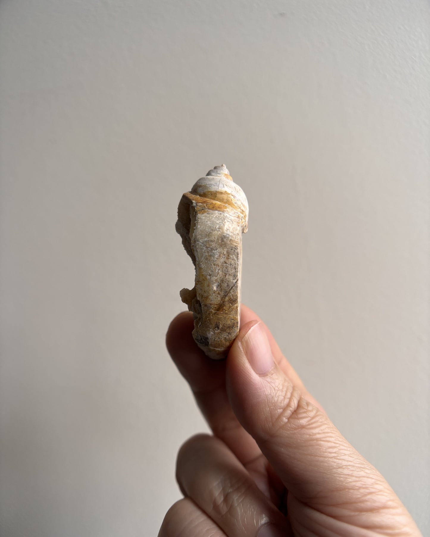 Fossilized Spiralite Quartz Shells 22.5g
