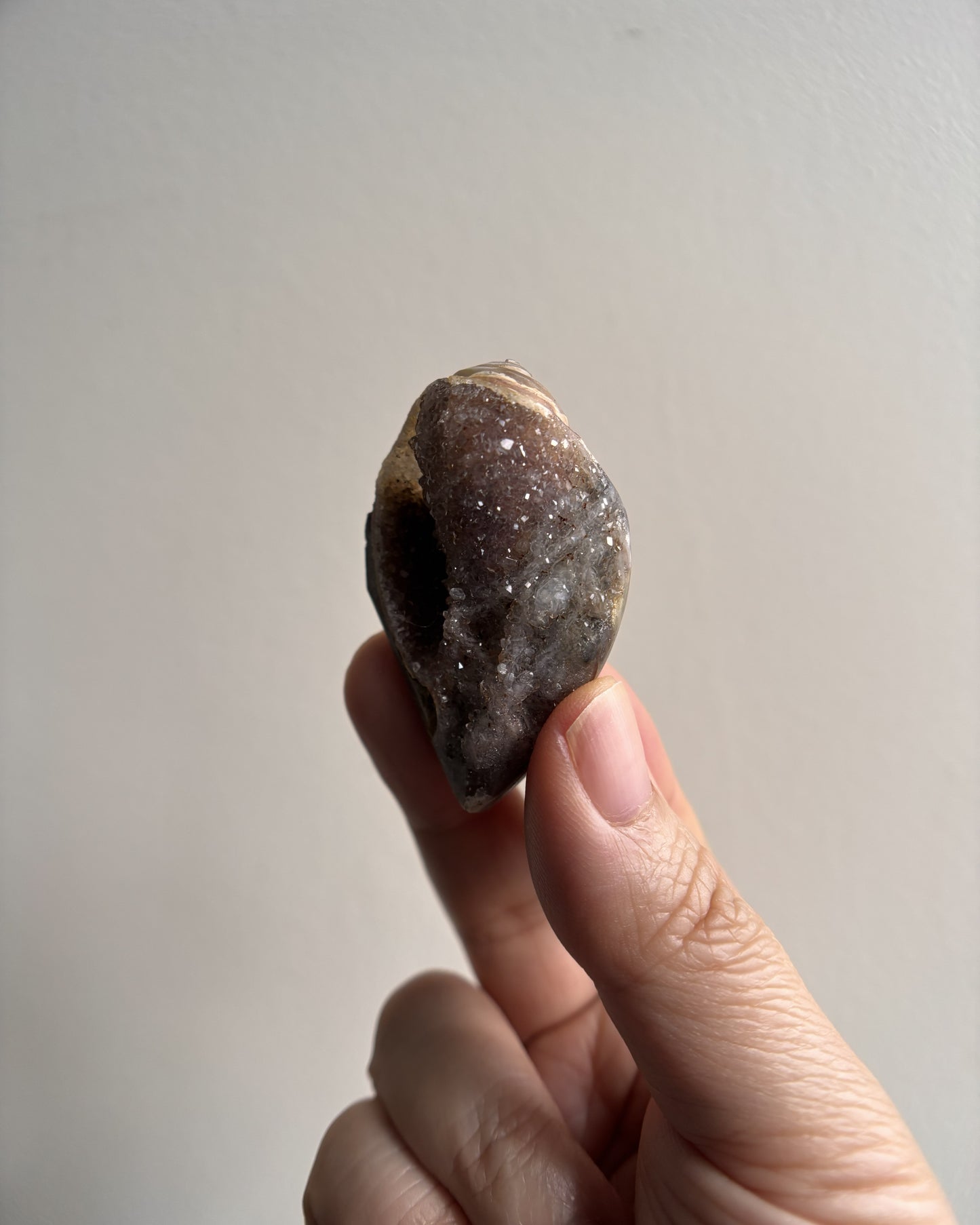 Fossilized Spiralite Quartz Shells 24.4g