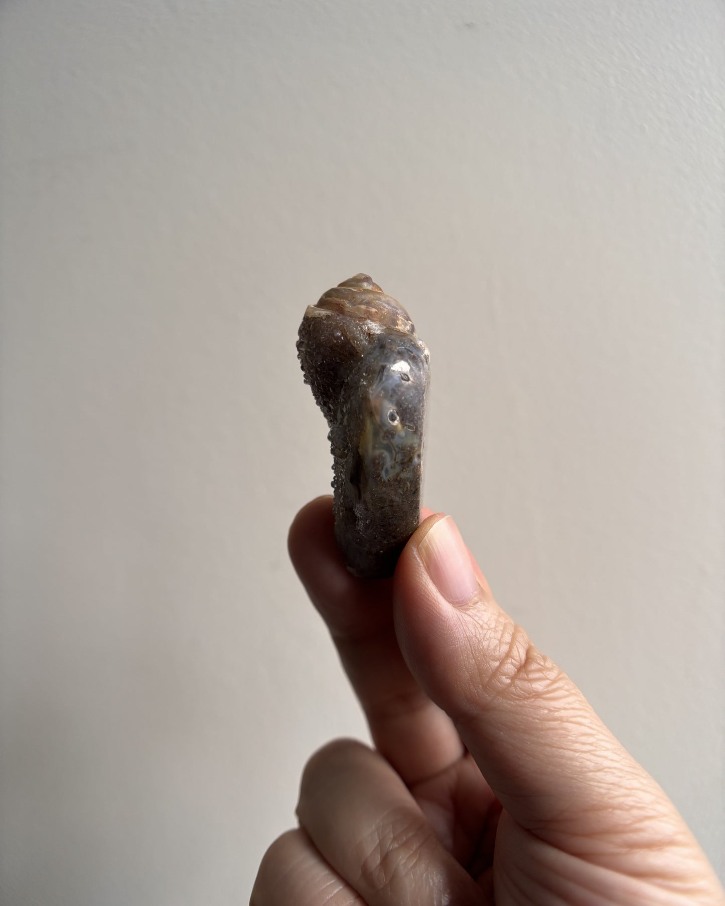 Fossilized Spiralite Quartz Shells 24.4g