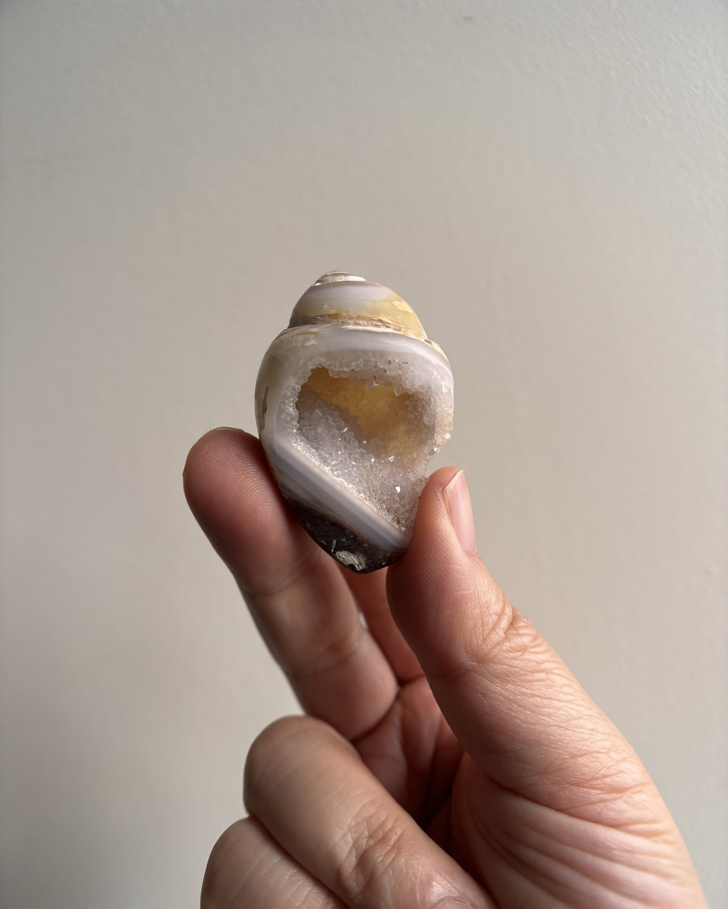 Fossilized Spiralite Quartz Shells 27.5g