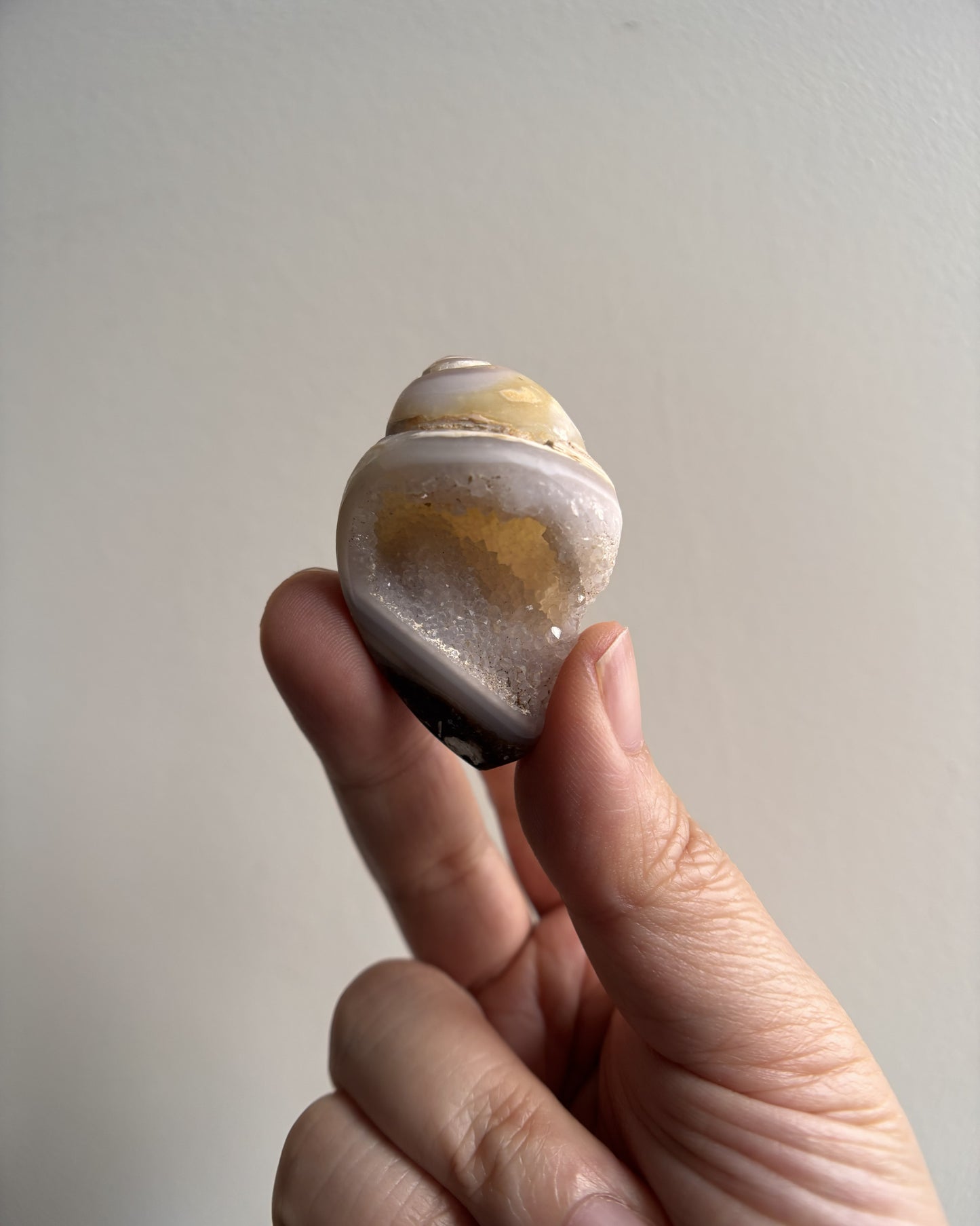 Fossilized Spiralite Quartz Shells 27.5g