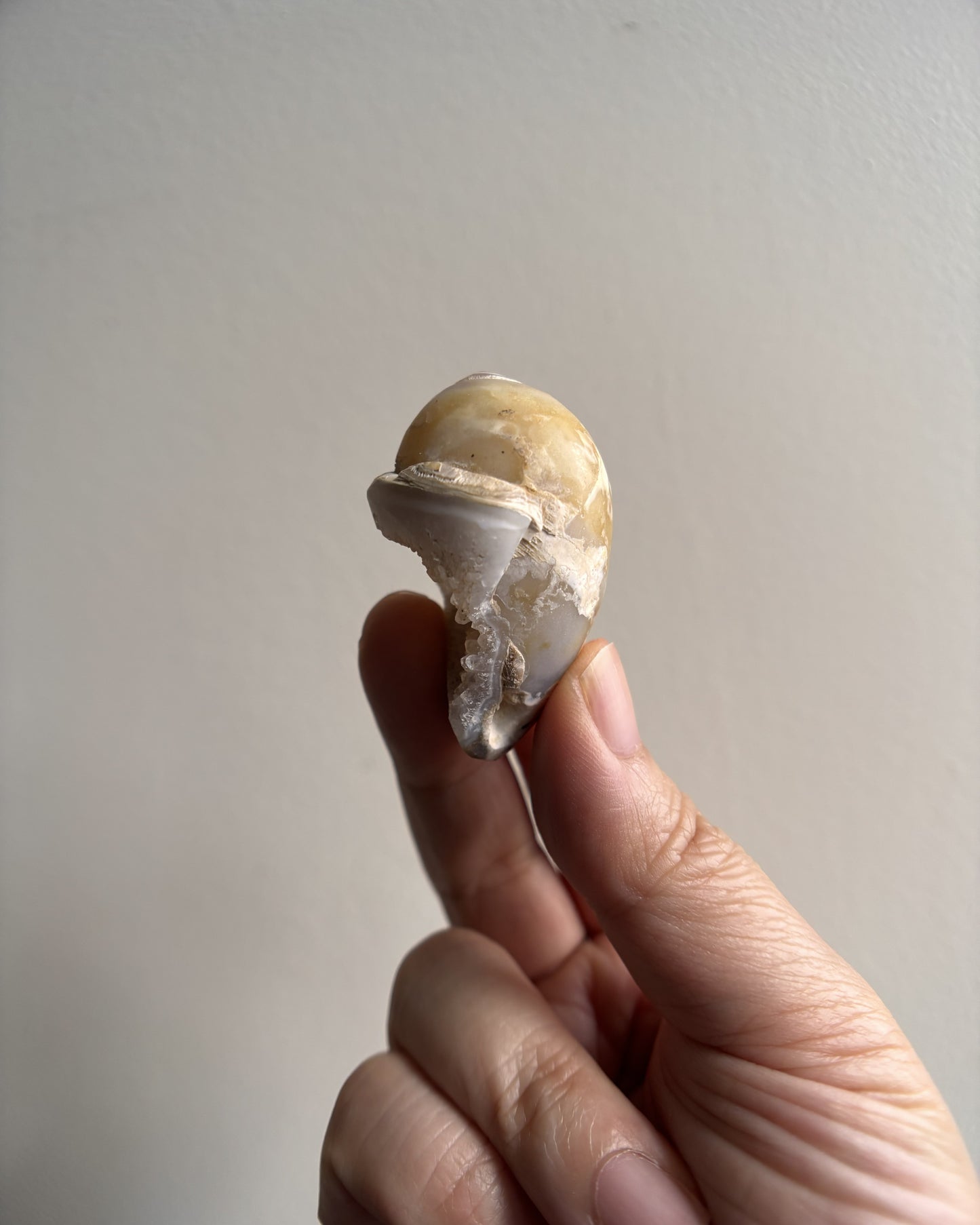 Fossilized Spiralite Quartz Shells 27.5g