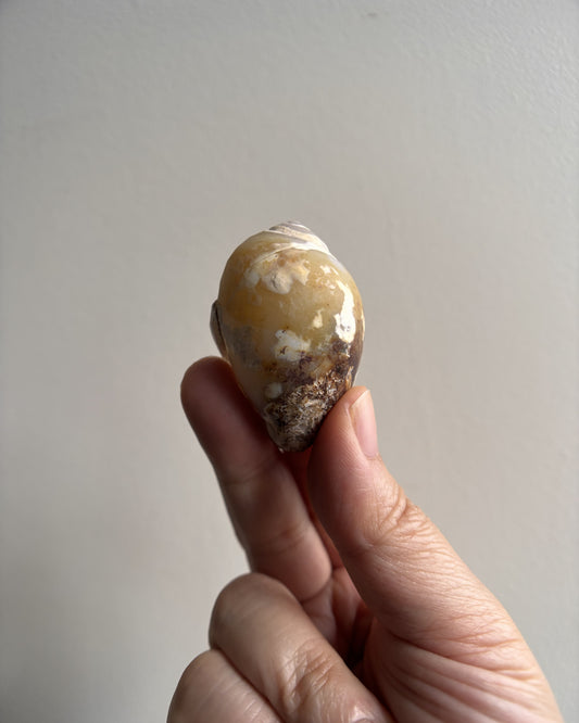 Fossilized Spiralite Quartz Shells 27.5g