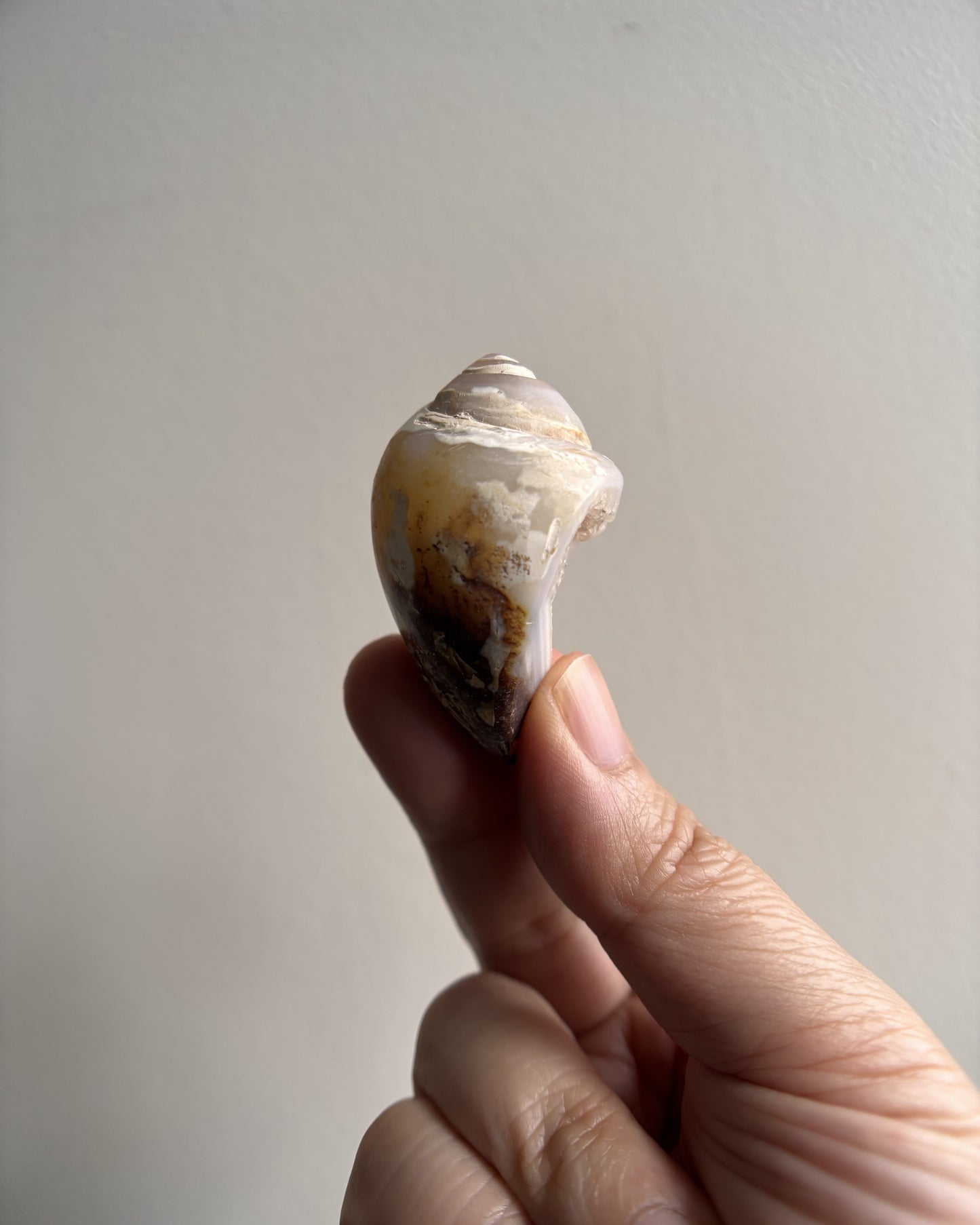 Fossilized Spiralite Quartz Shells 27.5g