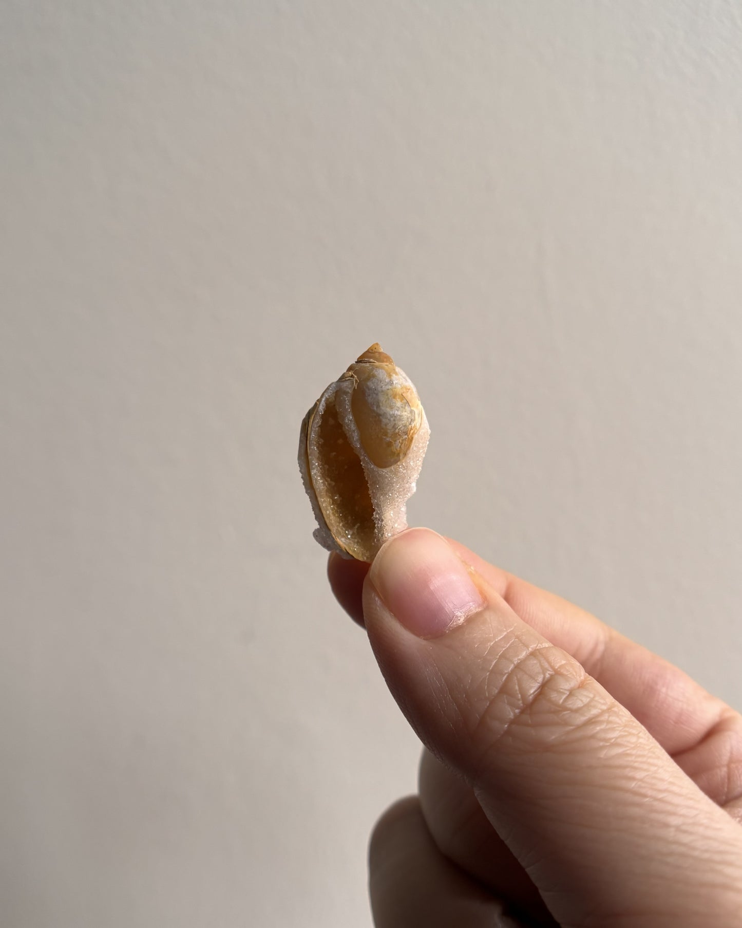 Fossilized Spiralite Quartz Shells 3.1g