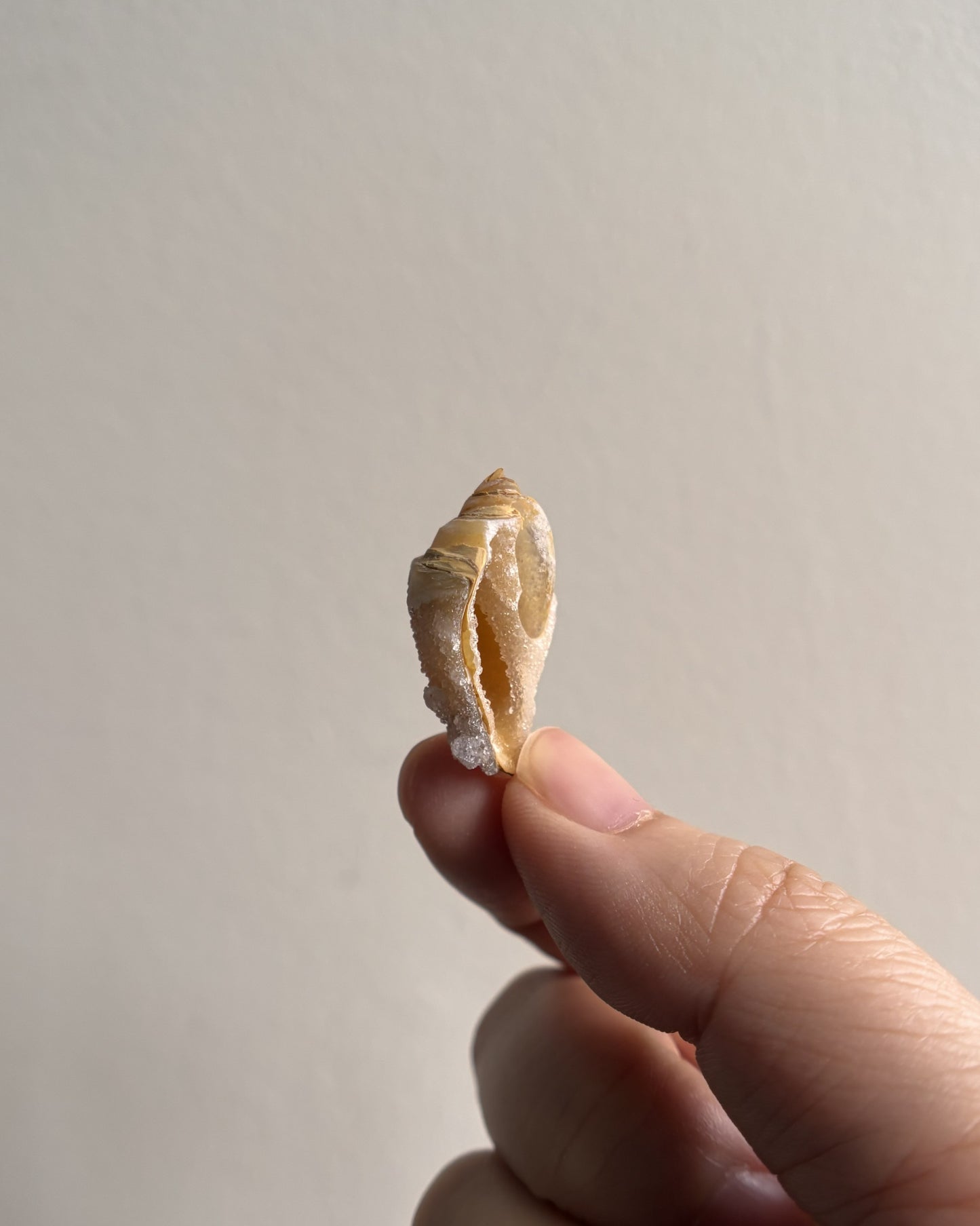 Fossilized Spiralite Quartz Shells 3.1g
