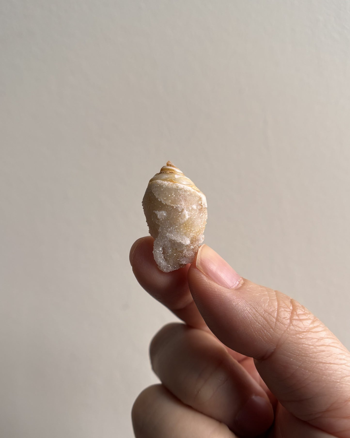 Fossilized Spiralite Quartz Shells 3.1g
