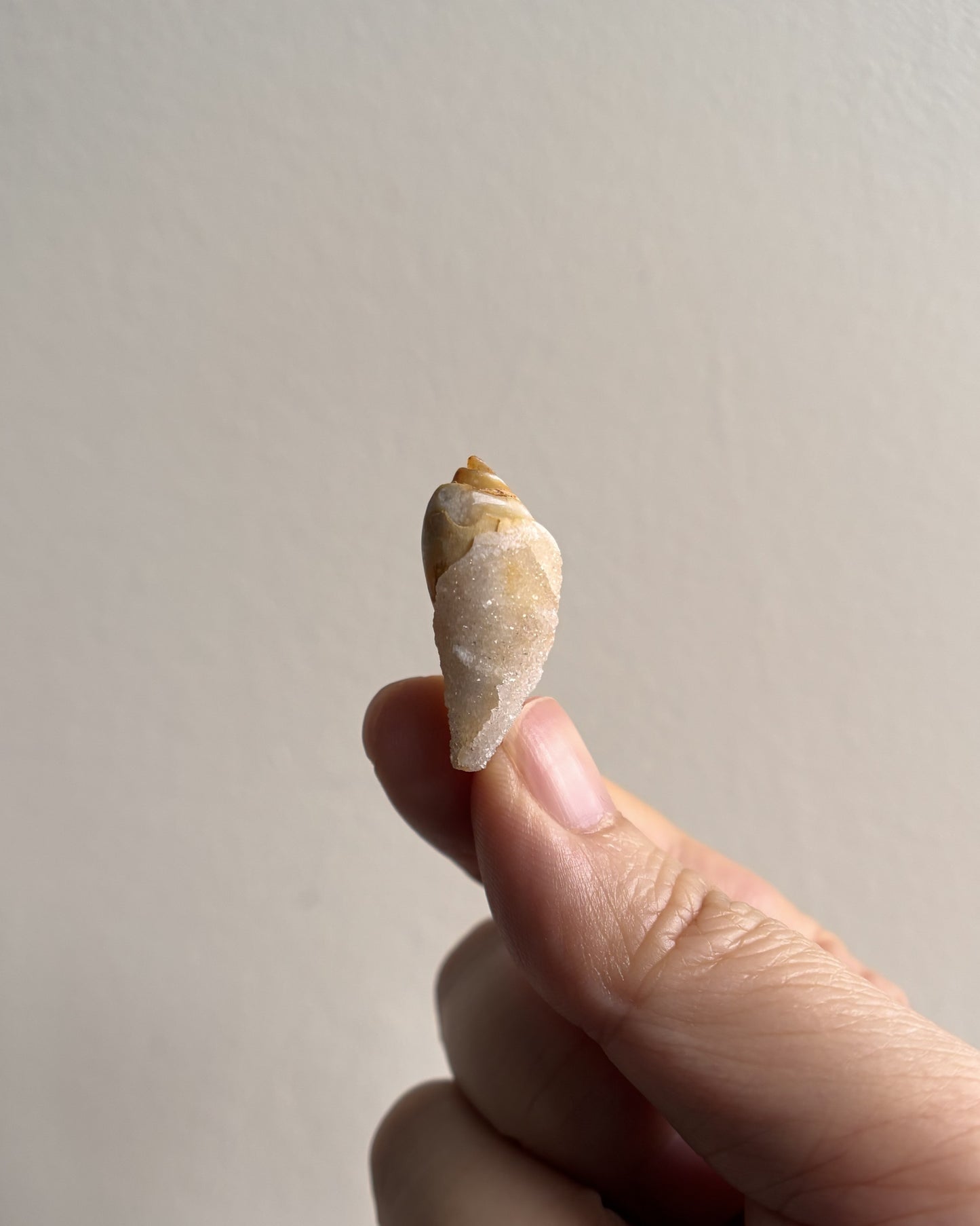 Fossilized Spiralite Quartz Shells 3.1g