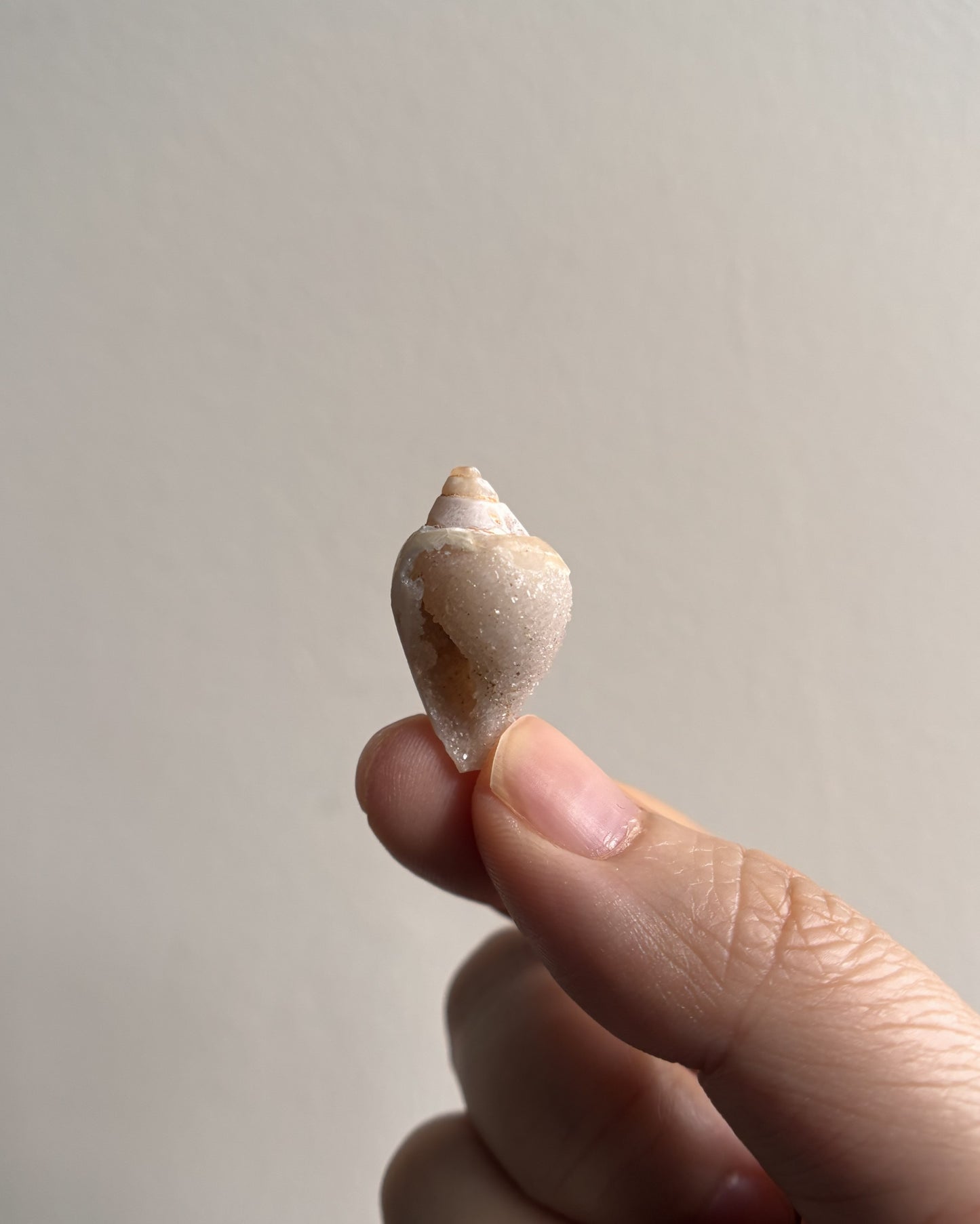 Fossilized Spiralite Quartz Shells 3.4g