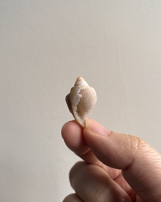 Fossilized Spiralite Quartz Shells 3.4g