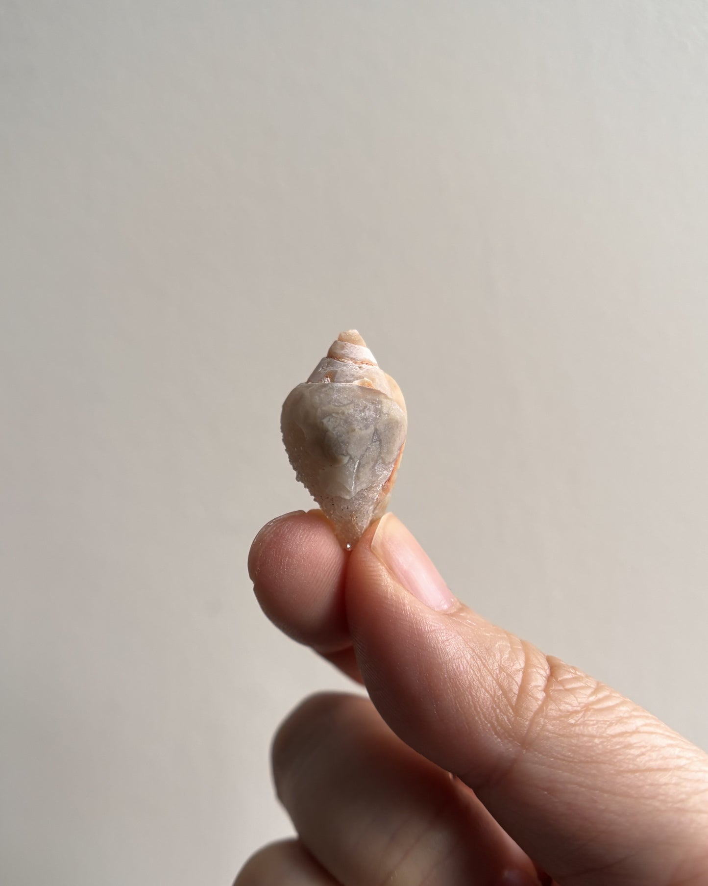 Fossilized Spiralite Quartz Shells 3.4g