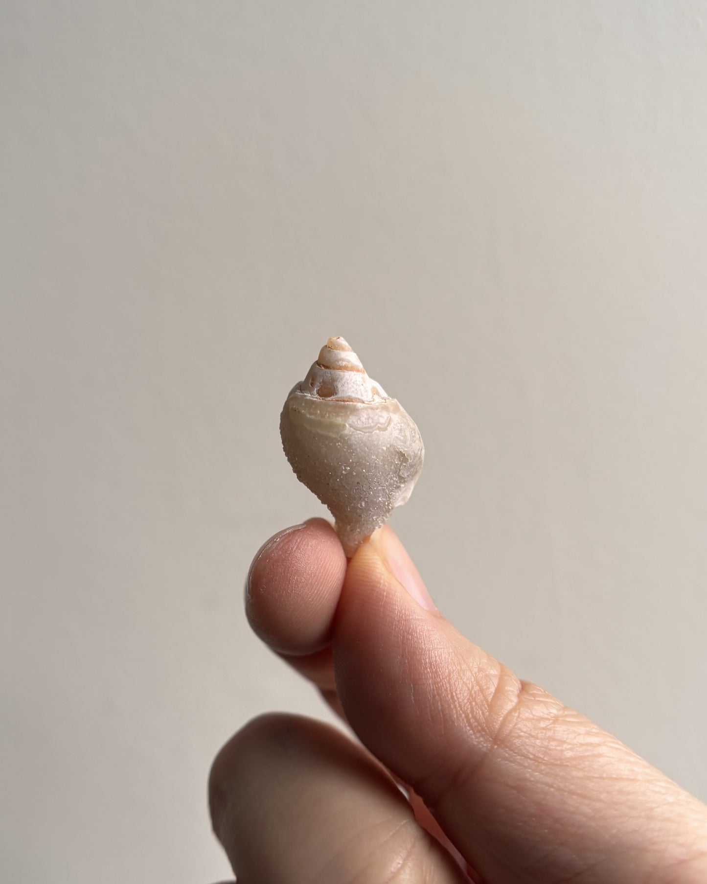 Fossilized Spiralite Quartz Shells 3.4g