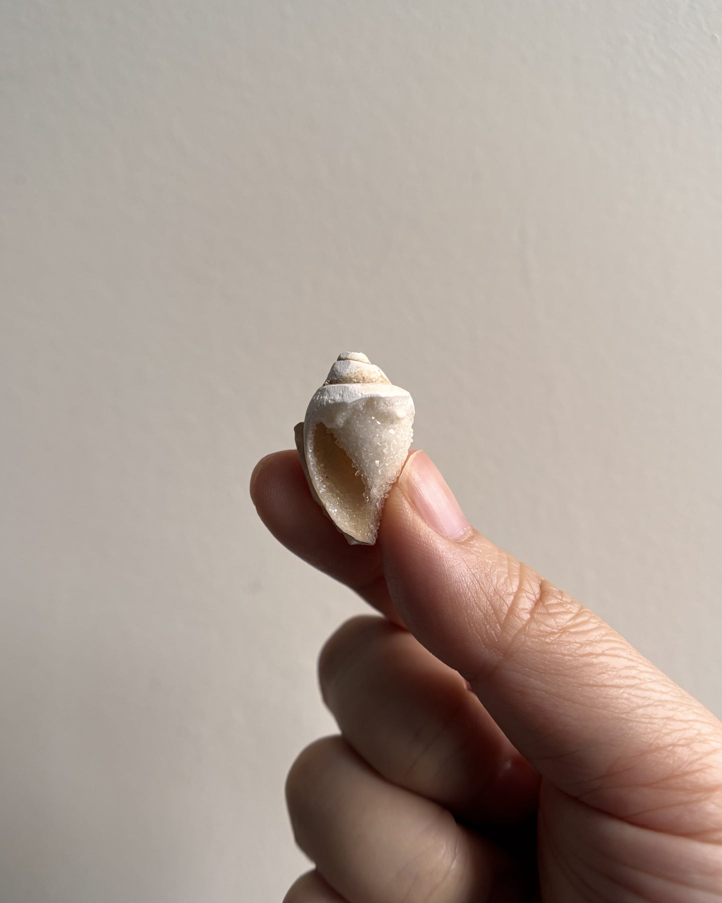 Fossilized Spiralite Quartz Shells 3.6g