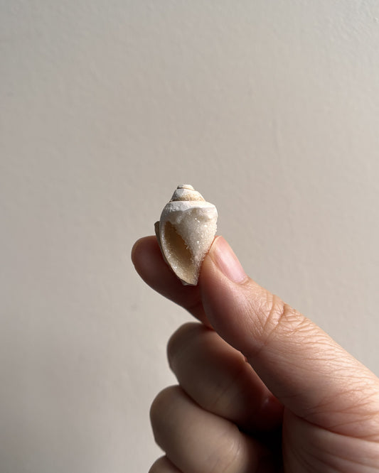 Fossilized Spiralite Quartz Shells 3.6g