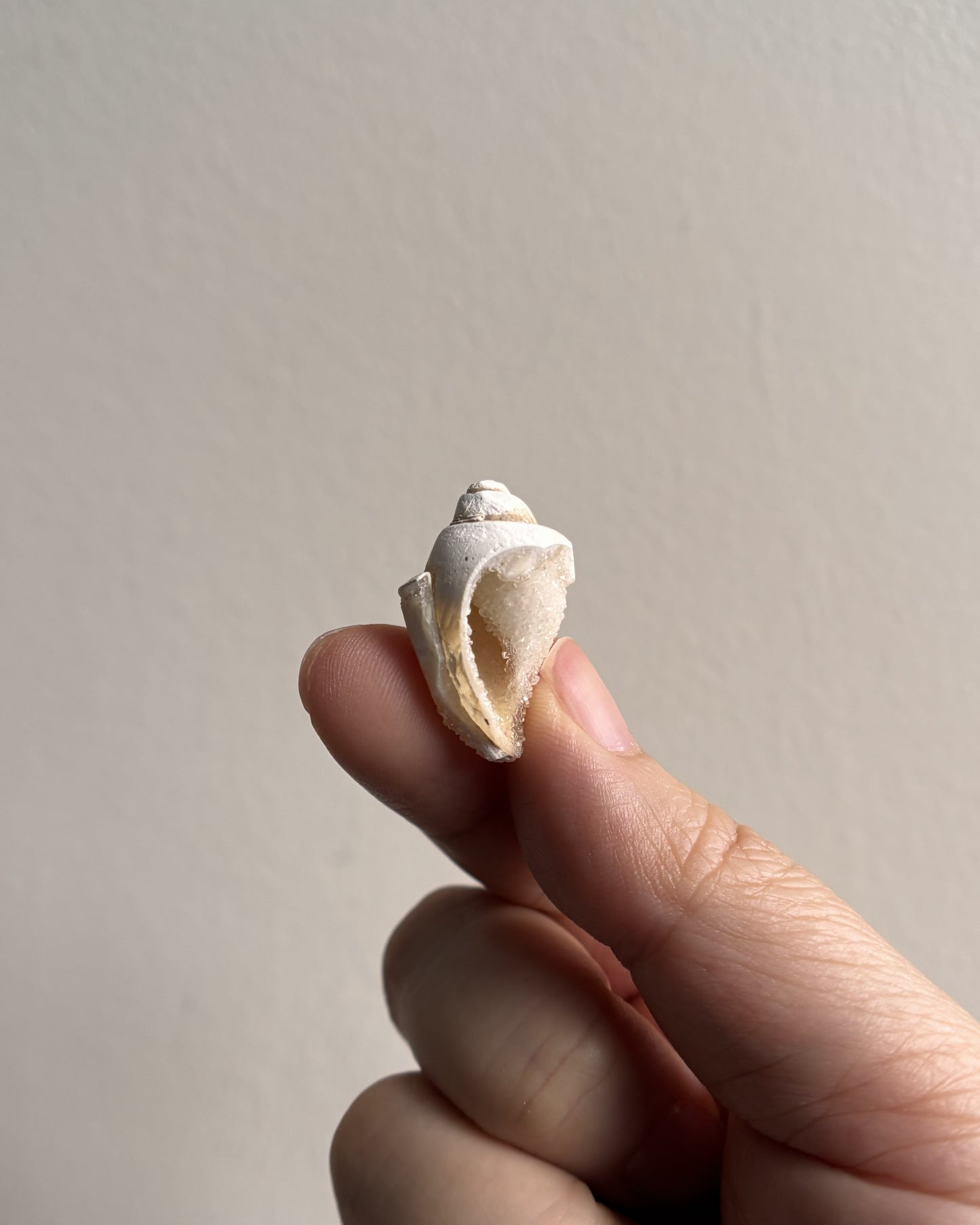 Fossilized Spiralite Quartz Shells 3.6g