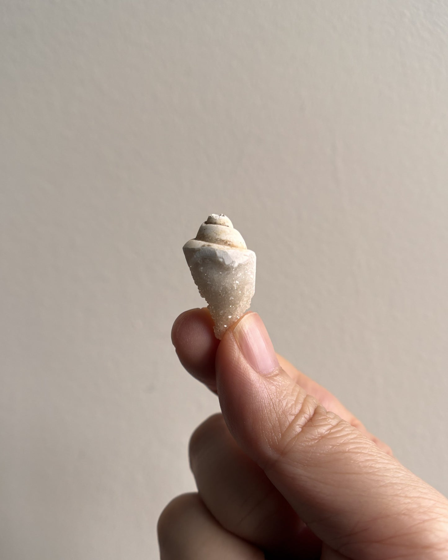 Fossilized Spiralite Quartz Shells 3.6g