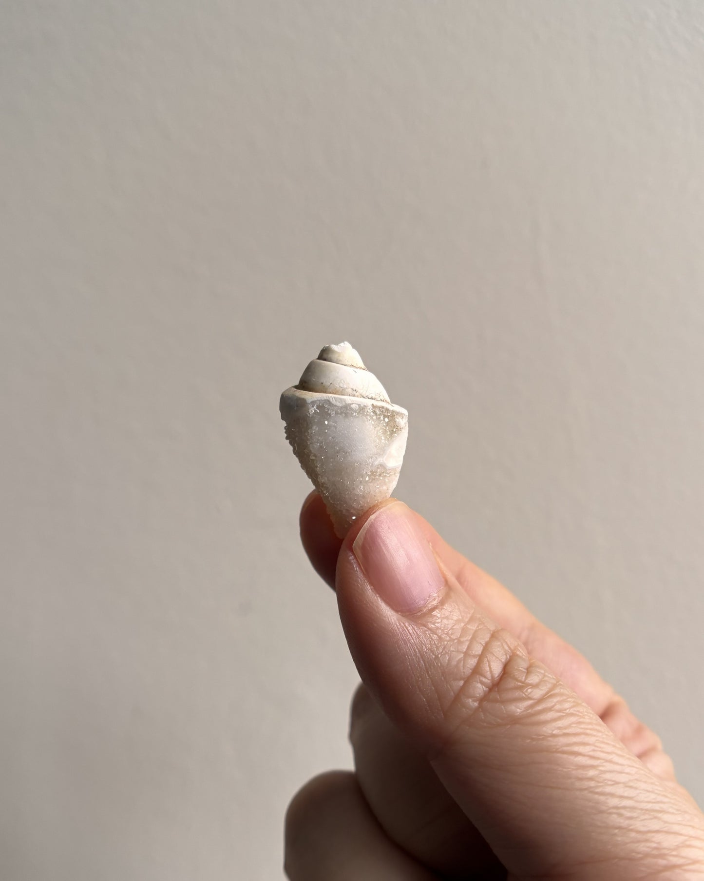 Fossilized Spiralite Quartz Shells 3.6g
