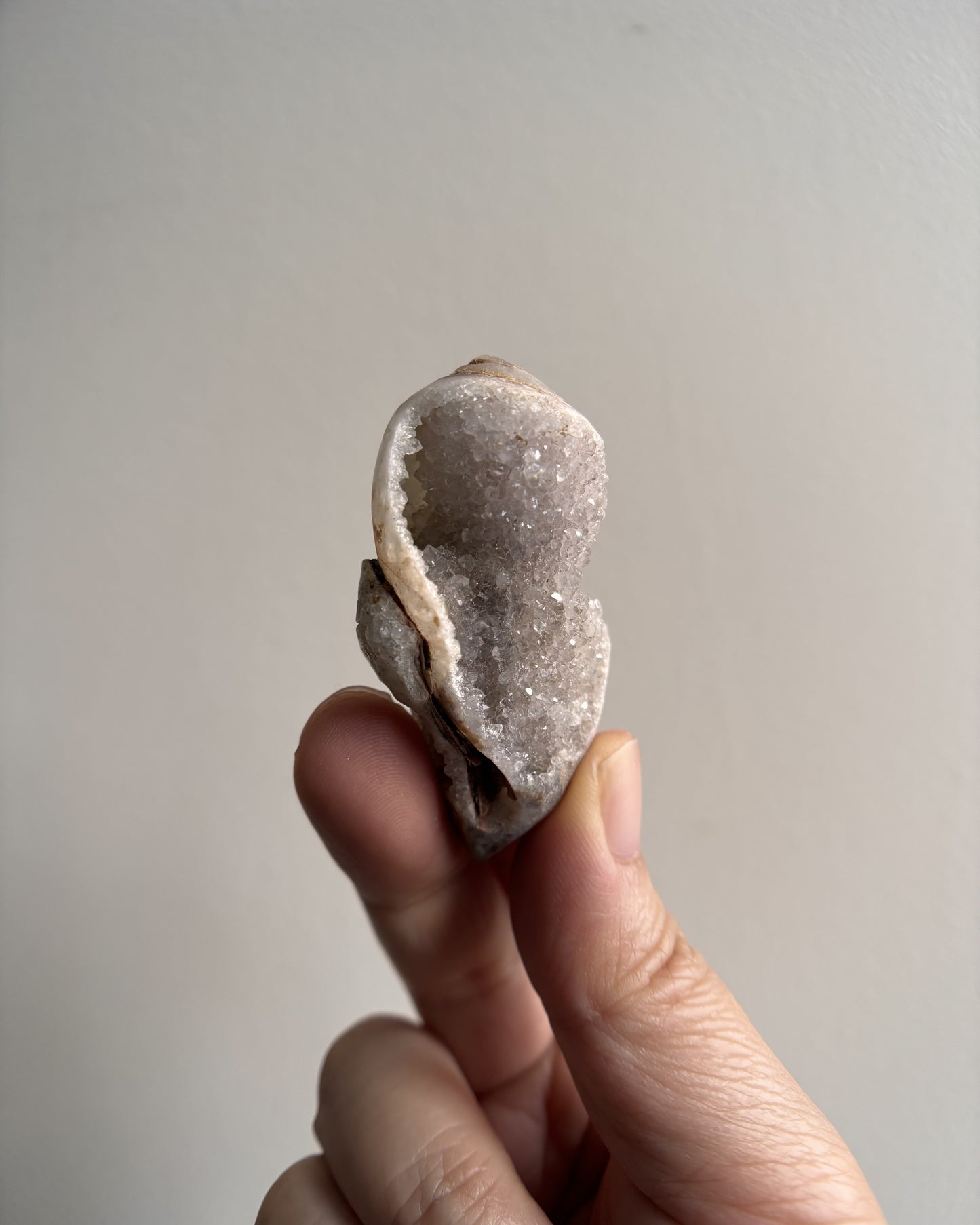 Fossilized Spiralite Quartz Shells 30g