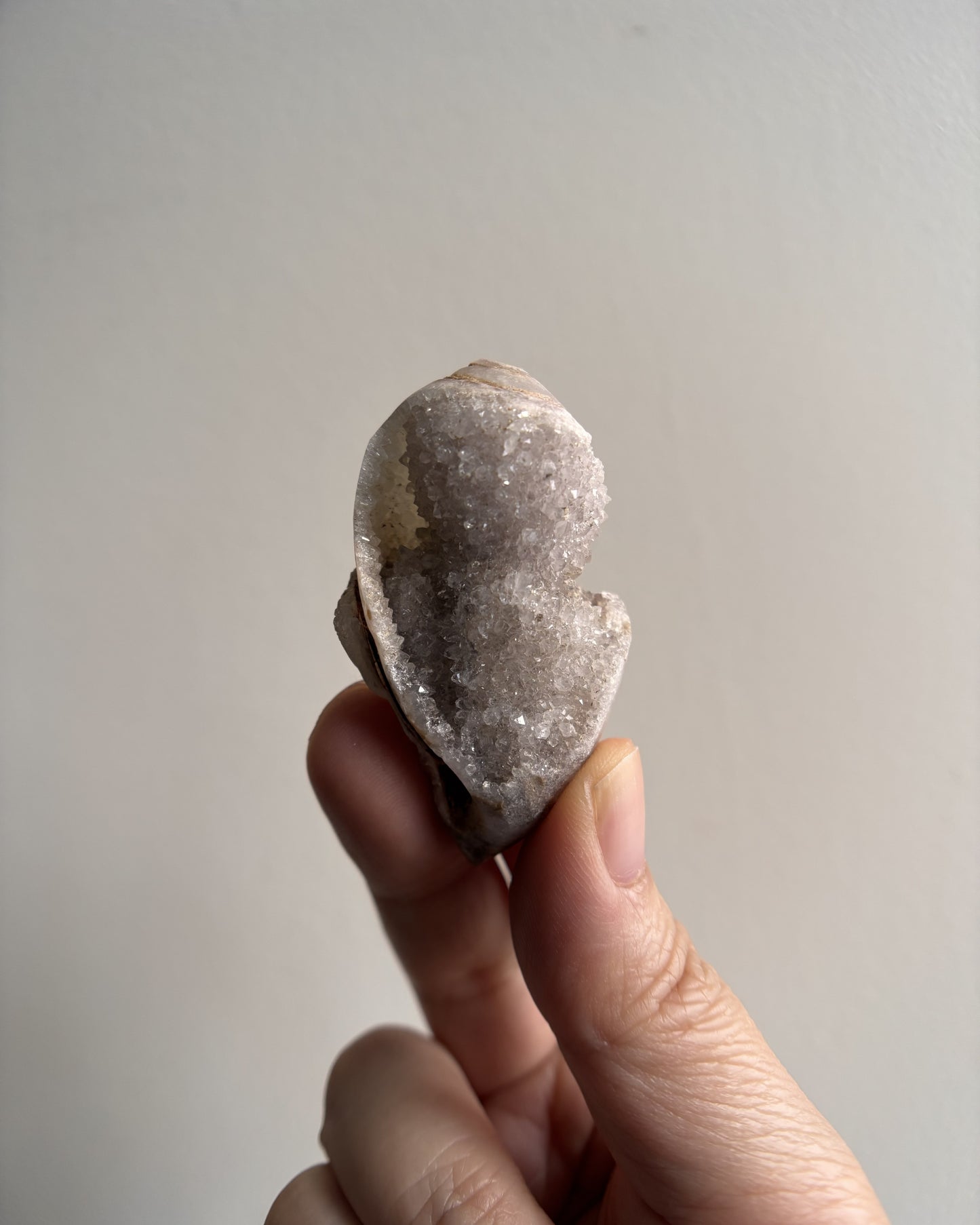 Fossilized Spiralite Quartz Shells 30g