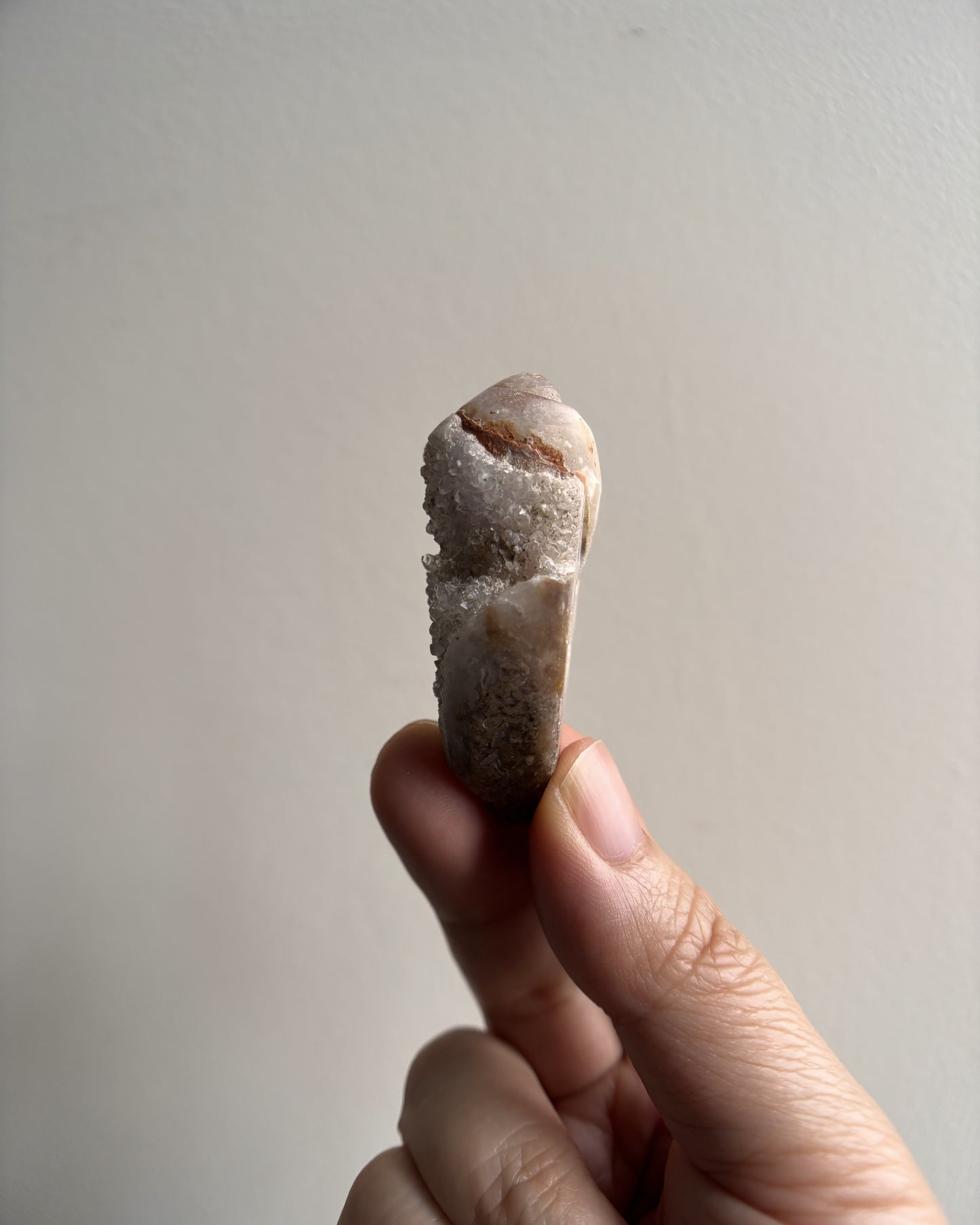 Fossilized Spiralite Quartz Shells 30g