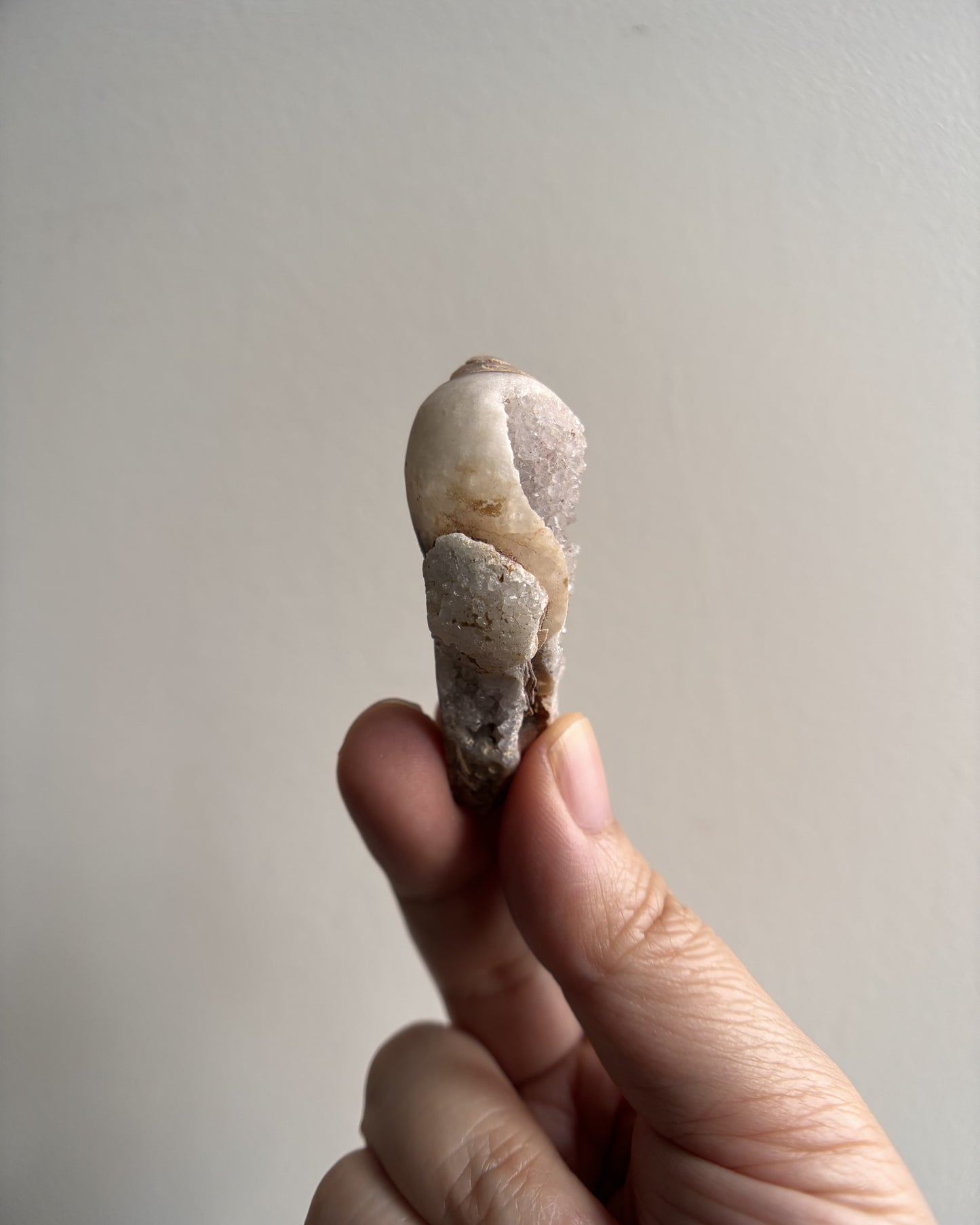 Fossilized Spiralite Quartz Shells 30g