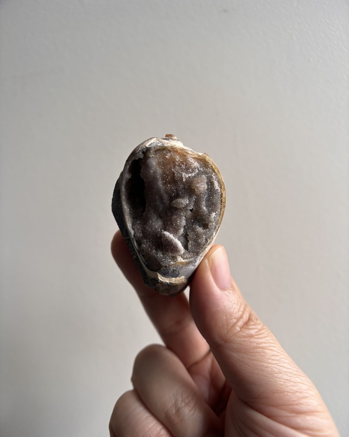 Fossilized Spiralite Quartz Shells 32.2g