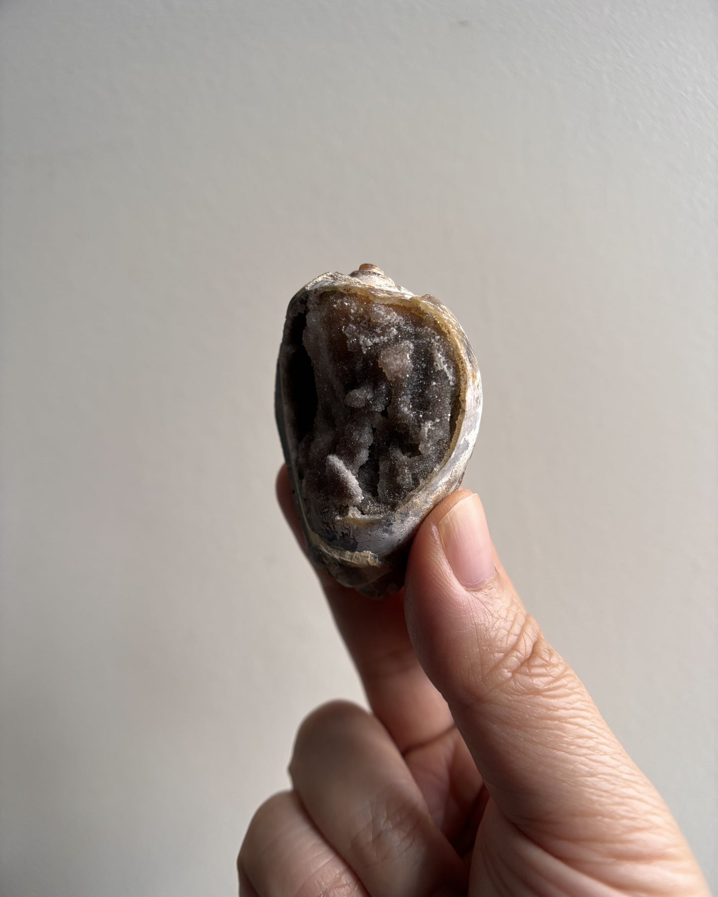Fossilized Spiralite Quartz Shells 32.2g