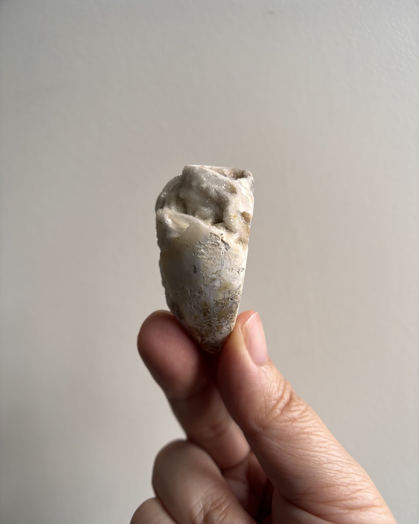 Fossilized Spiralite Quartz Shells 33.4g