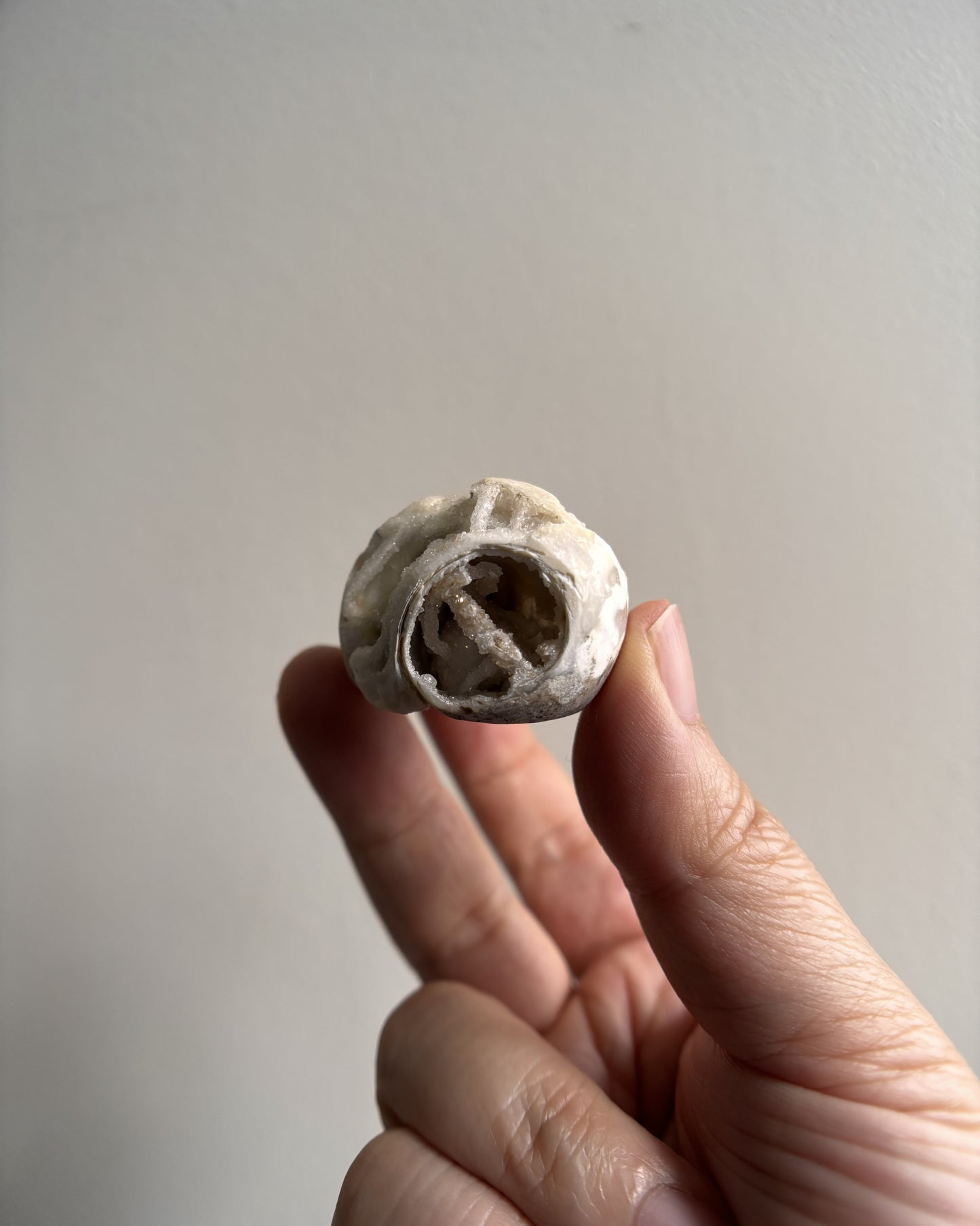 Fossilized Spiralite Quartz Shells 33.4g